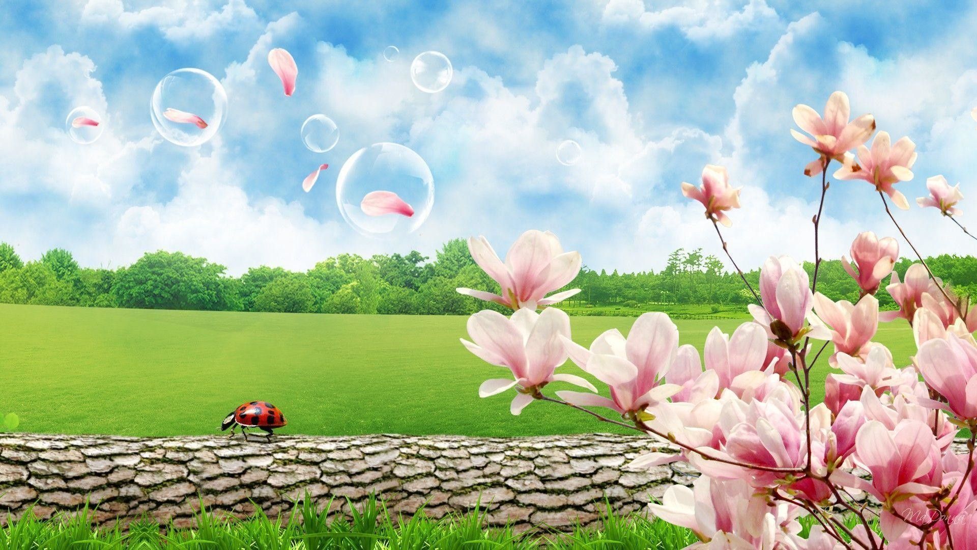 Fiori di magnolia e prato, 1920x1080 Full HD 1080p, Desktop