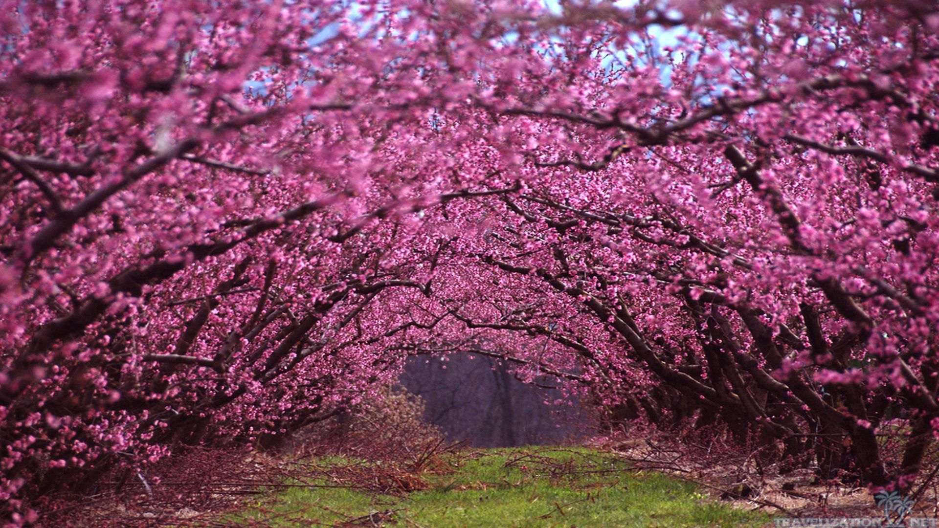Alberi fioriti rosa a tunnel, 1920x1080 Full HD 1080p, Laptop