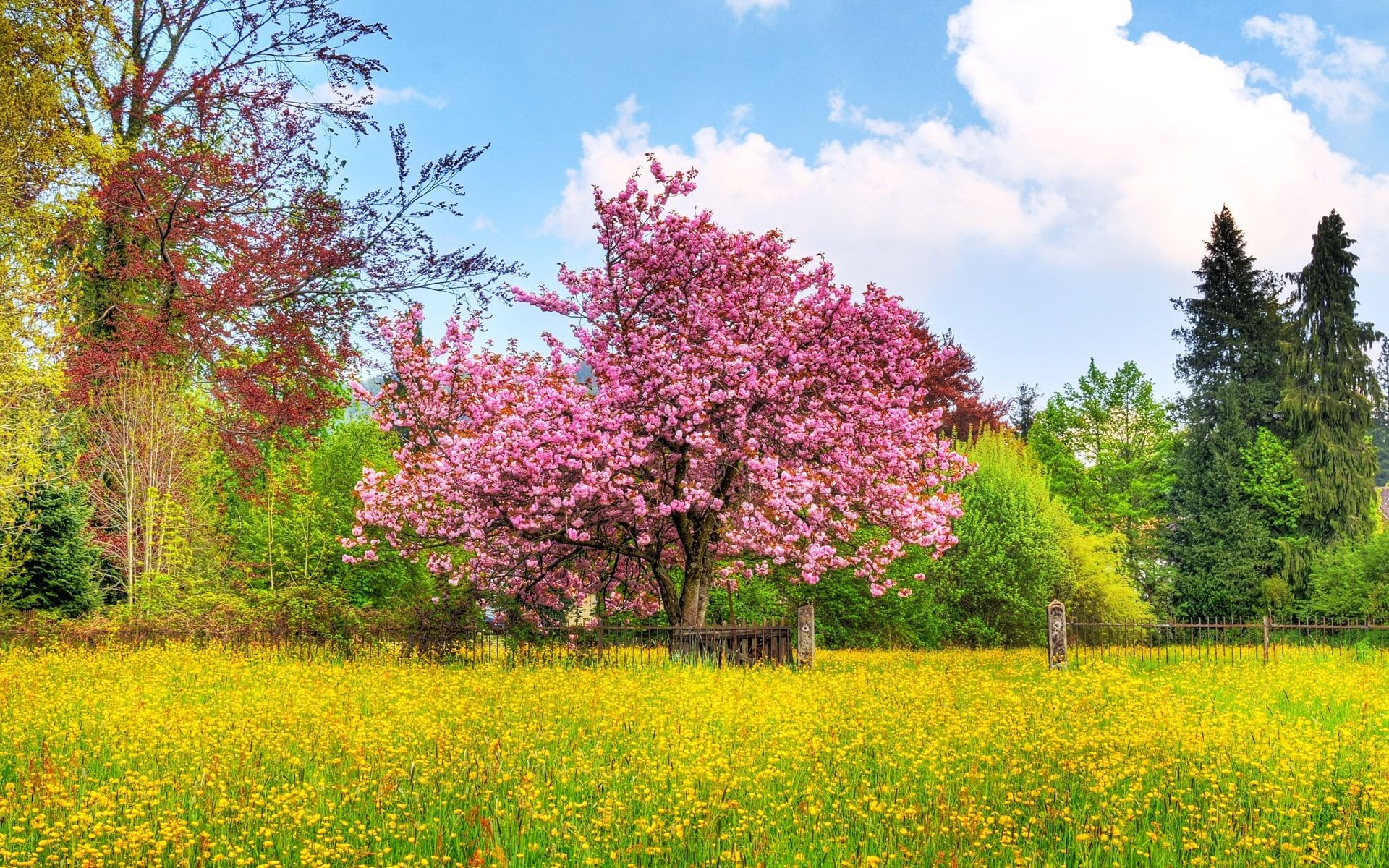albero fiorito rosa prato, 1920x1200 WUXGA, PC Desktop