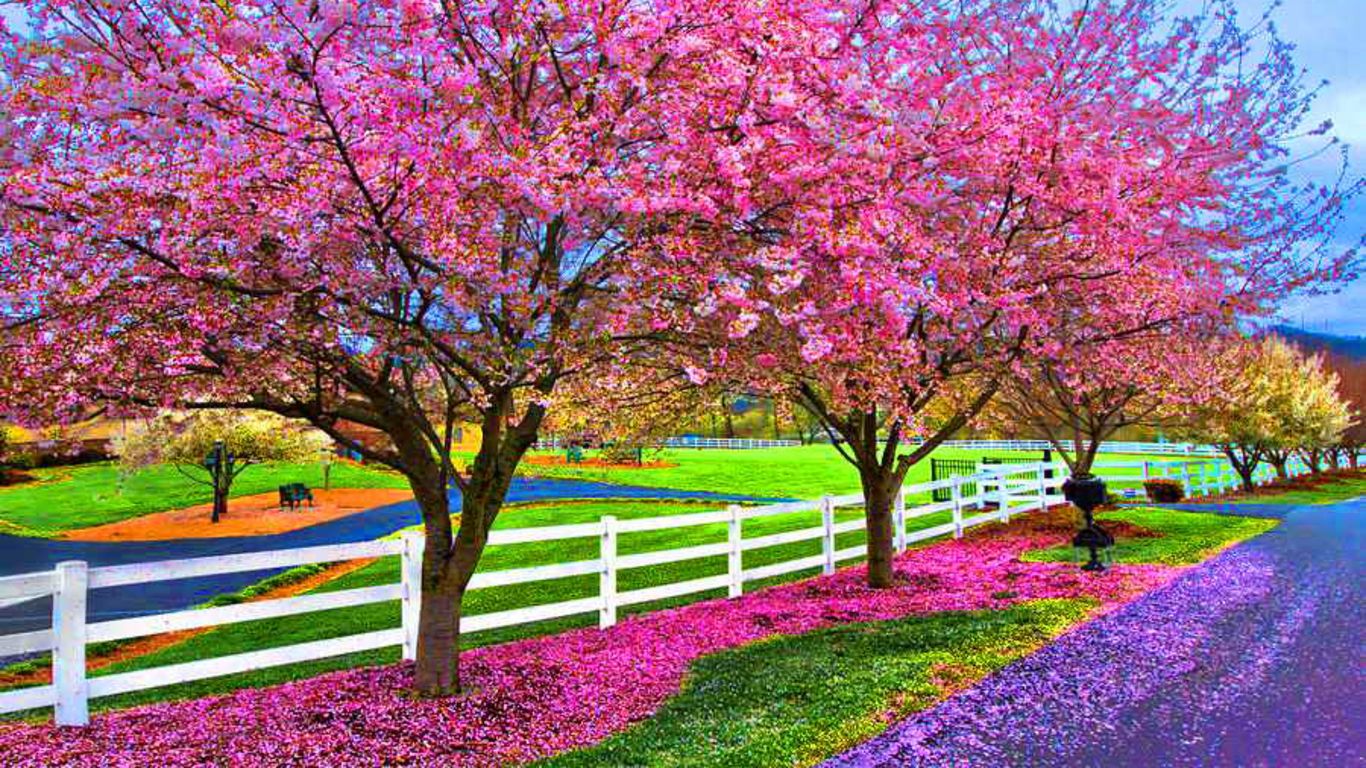 Alberi di ciliegio in fiore, 1366x768 HD, Desktop
