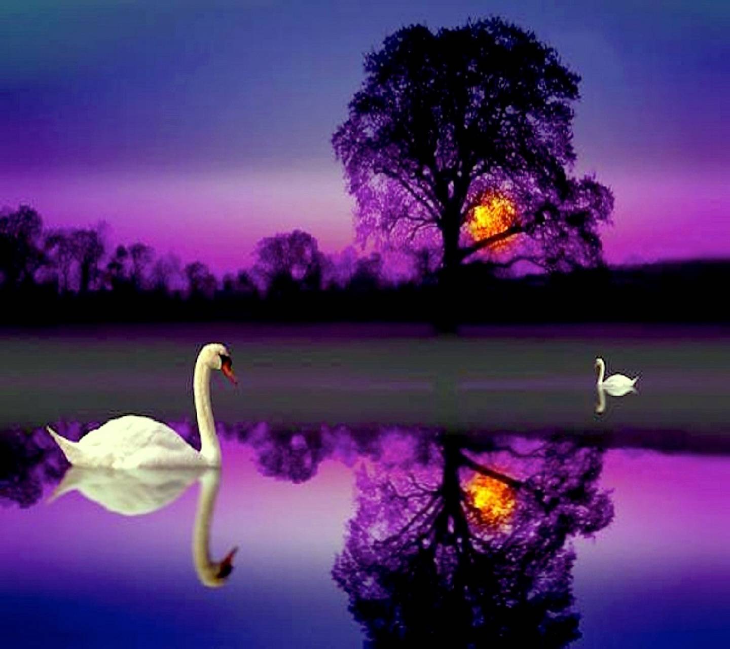 Cigni al tramonto viola, 1440x1280 720p, Acer Nitro