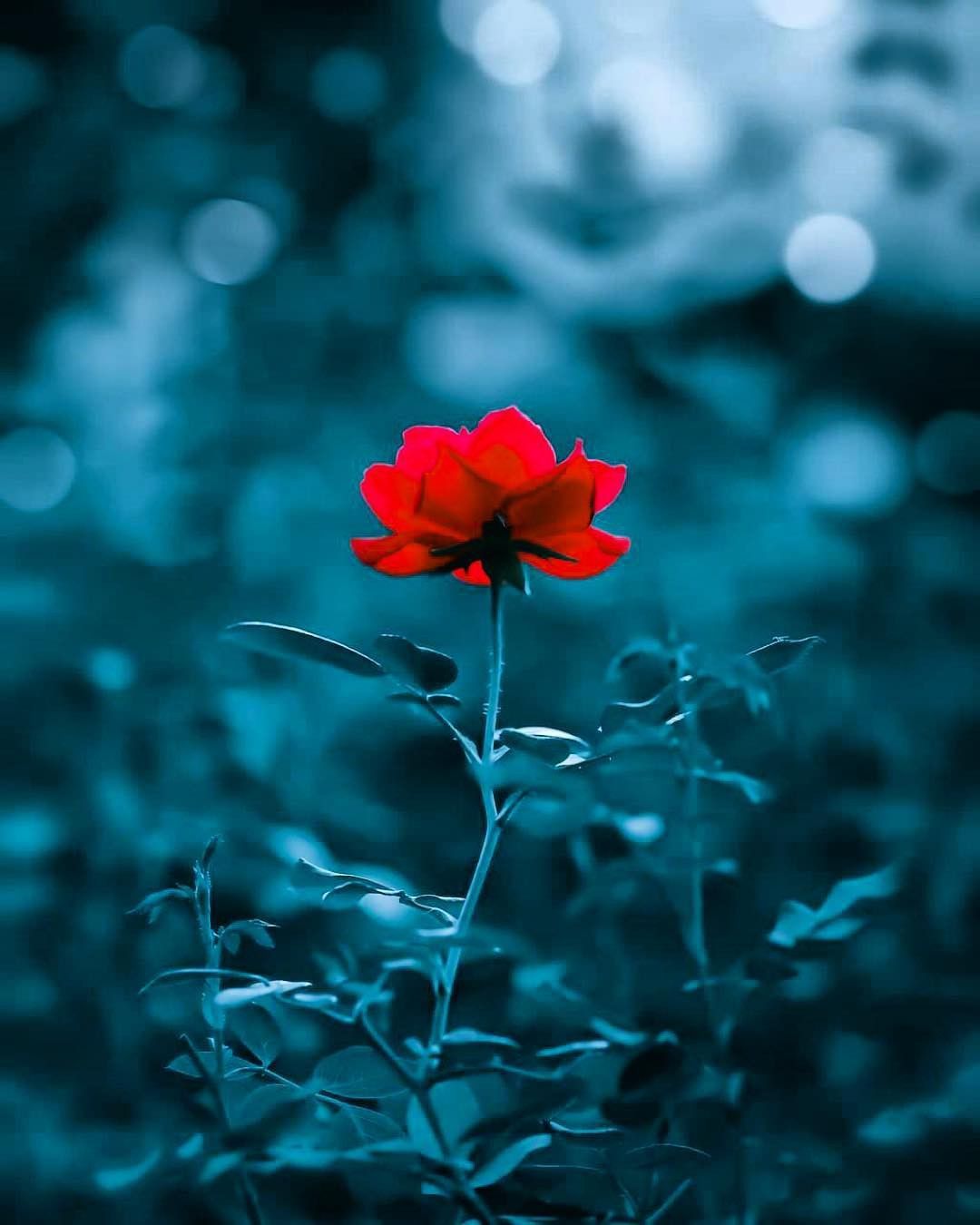 Rosa rossa sfondo blu, 1080x1350 Verticale, Telefono