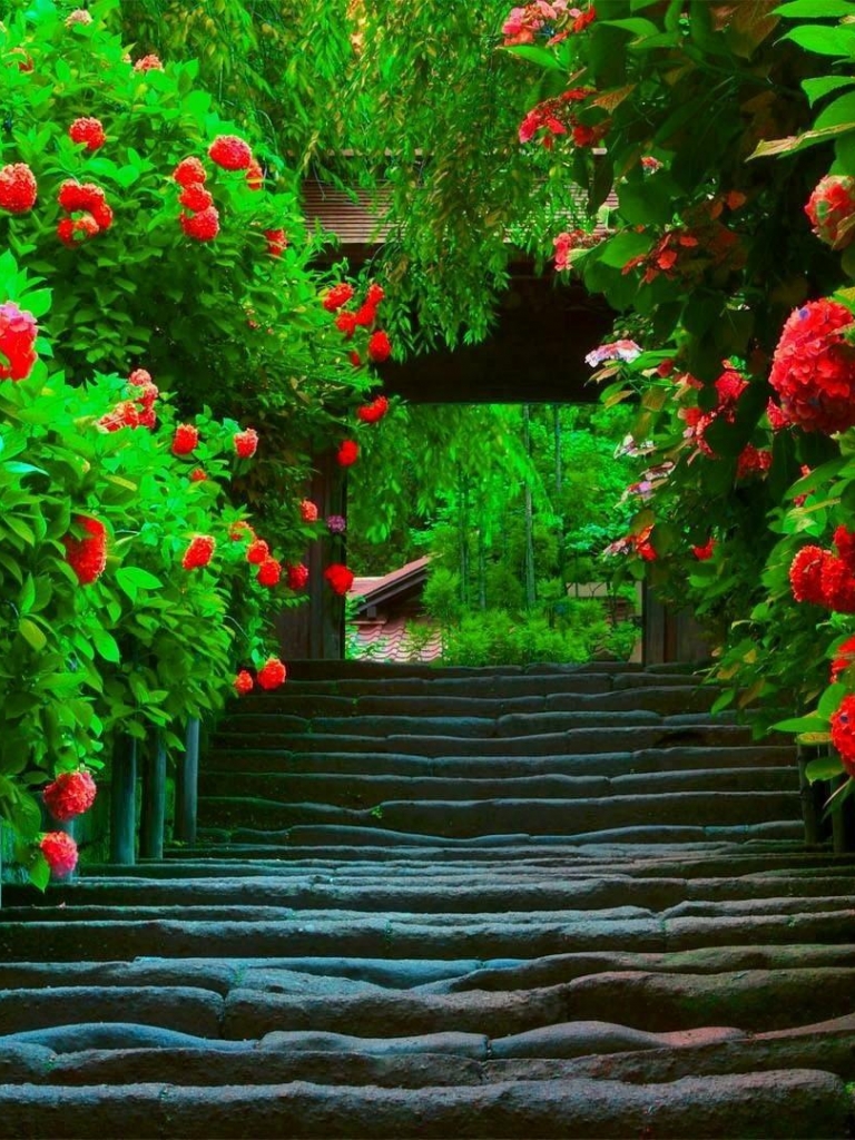 Giardino con rose rosse e scalinata, 768x1024 Verticale, OnePlus