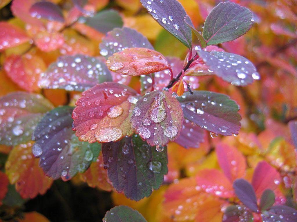 Foglie autunnali con gocce d'acqua, 1024x768 HD, iMac