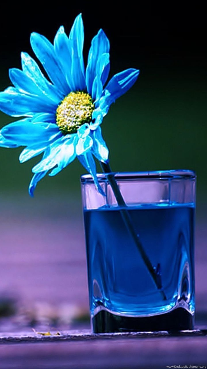 Fiore blu in bicchiere, 720x1280 Verticale, Telefono