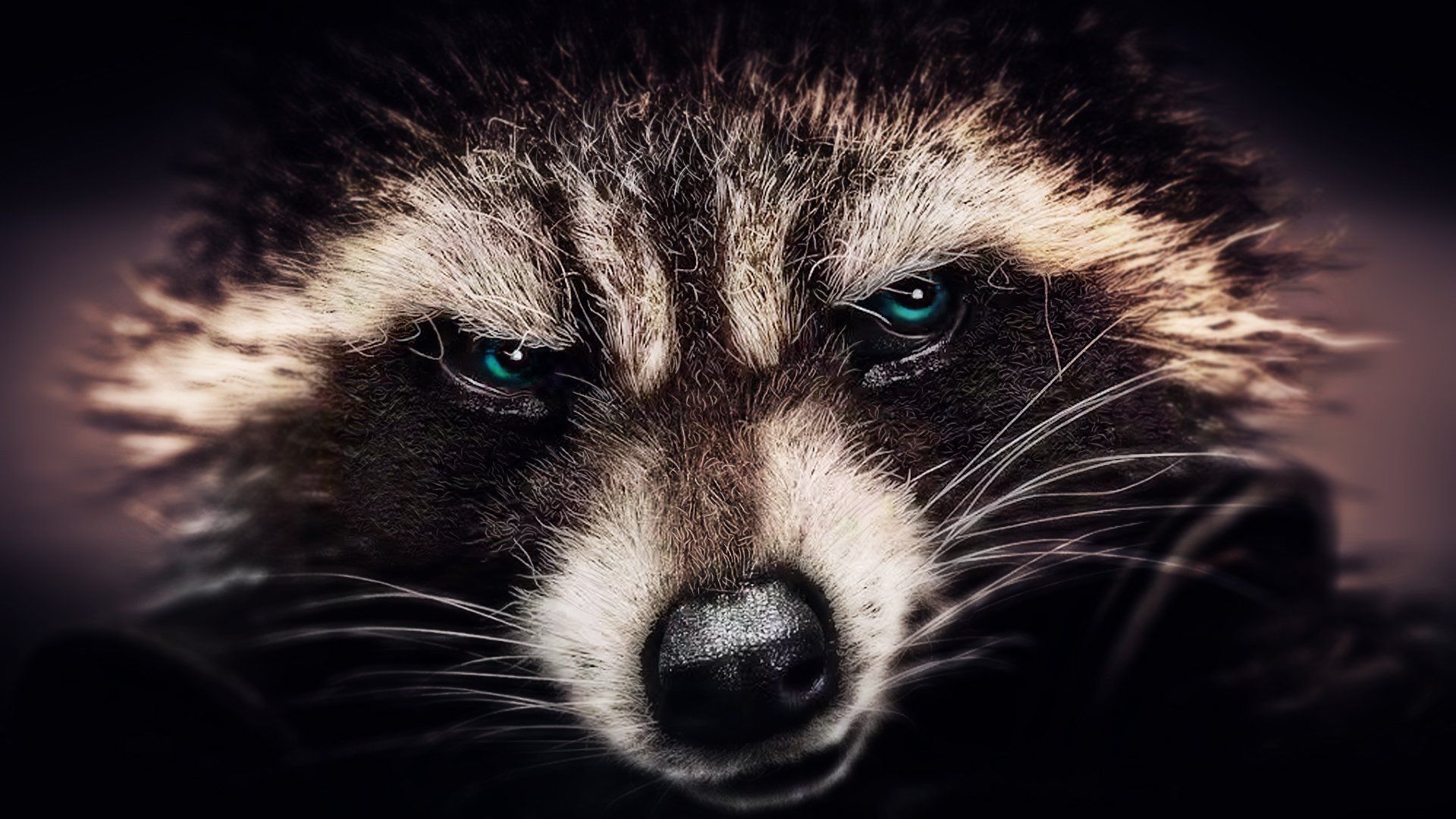 Procione primo piano scuro, 1920x1080 Full HD 1080p, PC