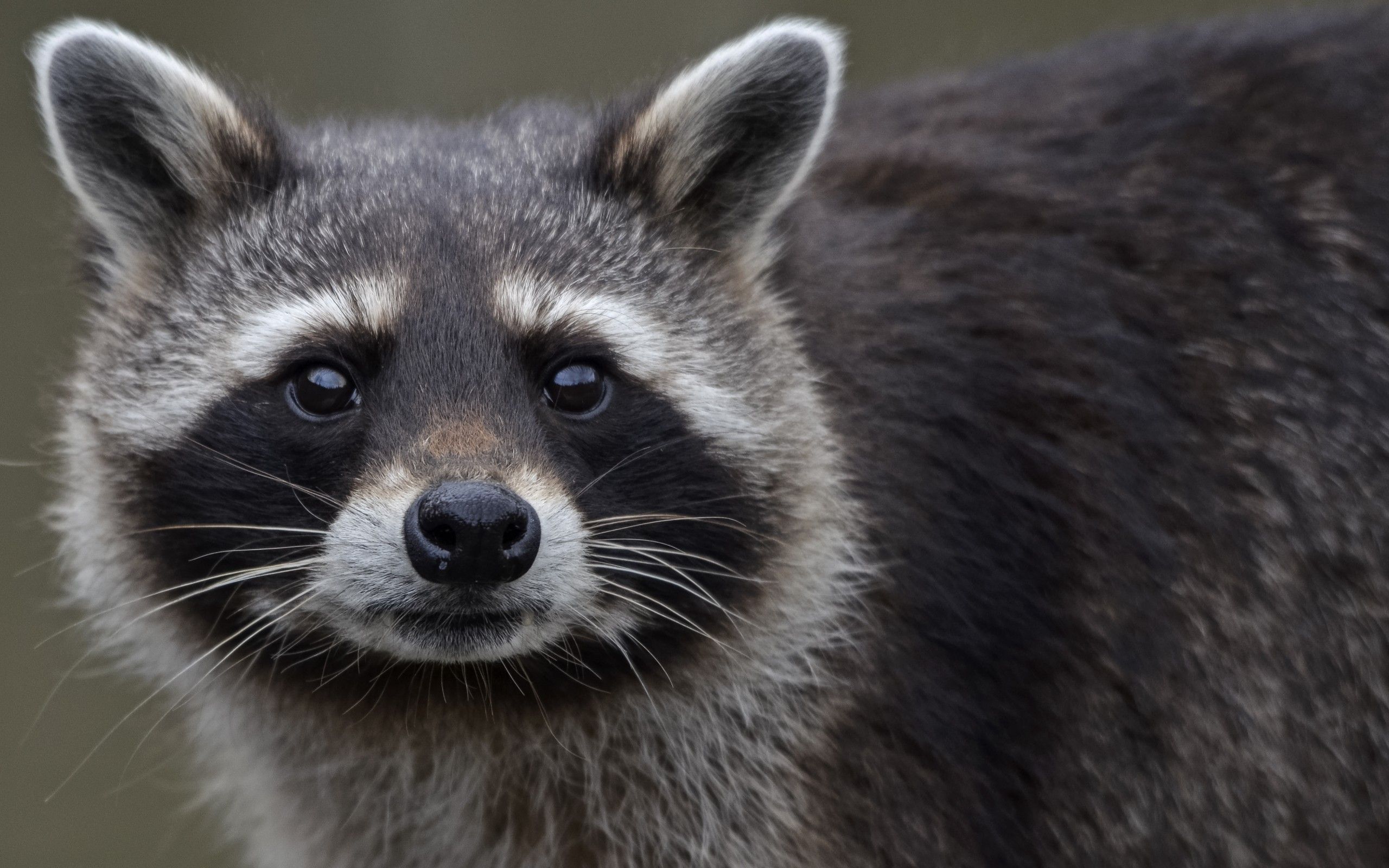 Procione primo piano, 2560x1600 WQXGA, Laptop