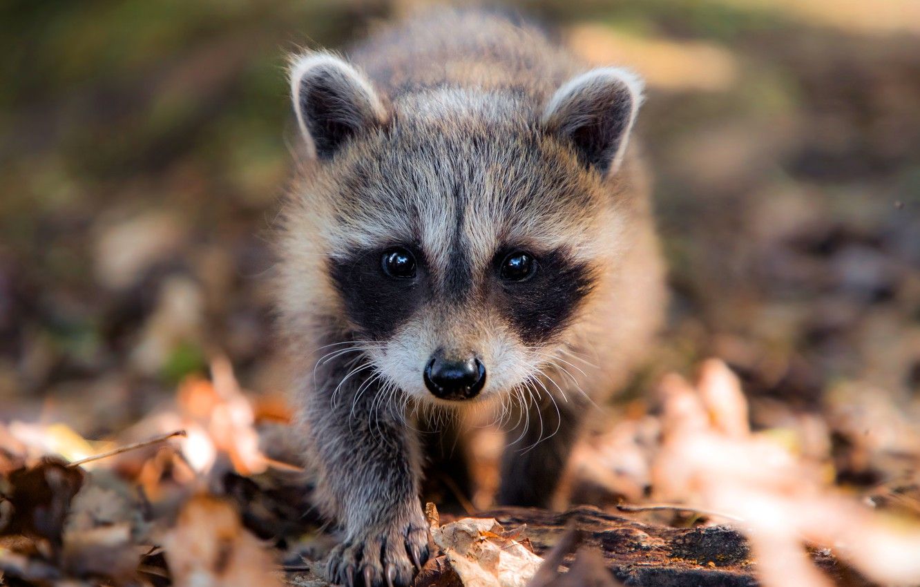 Cucciolo di procione tra foglie, 1332x850 HD, Desktop