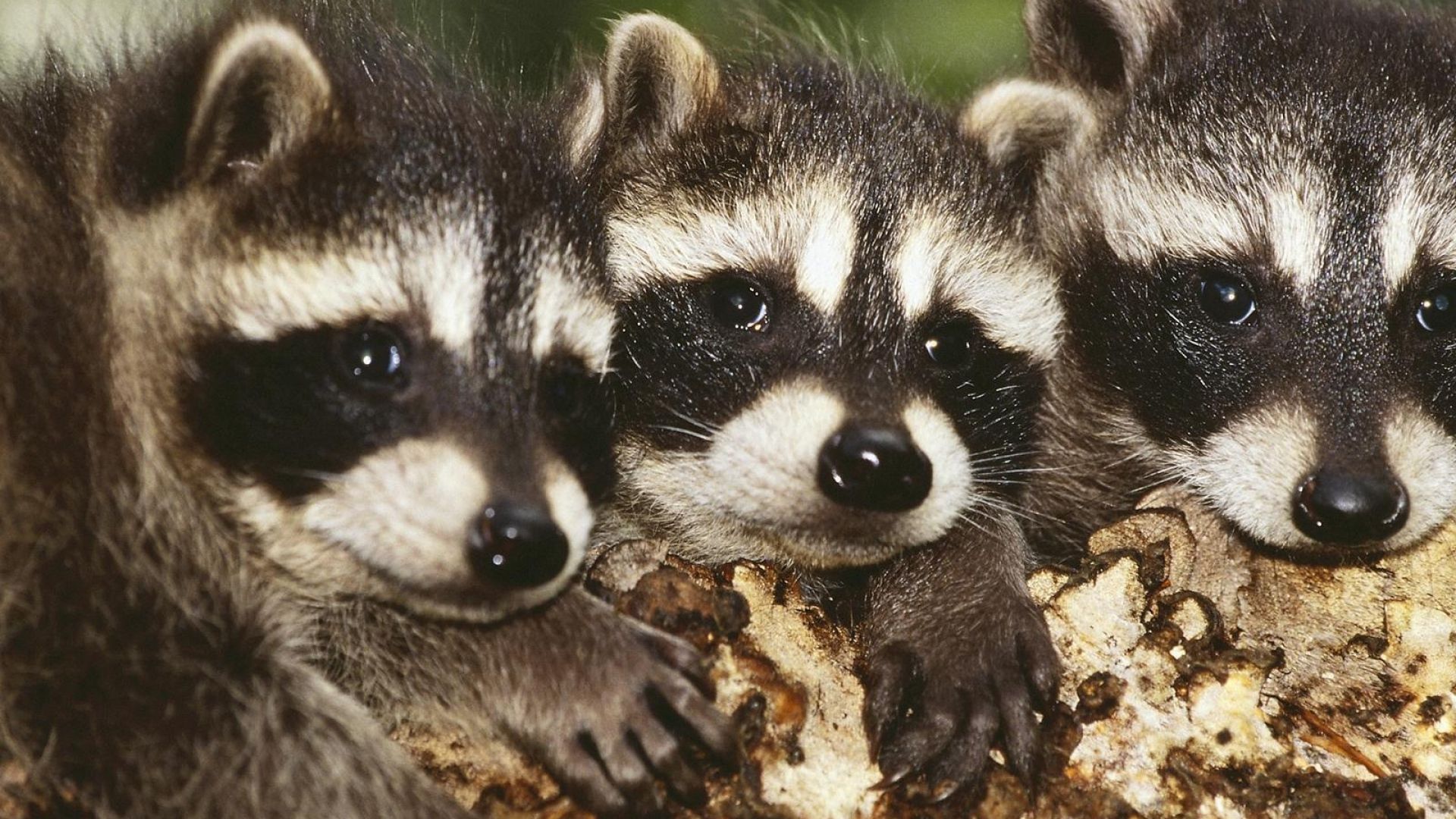 Tre cuccioli di procione, 1920x1080 1080p, PC
