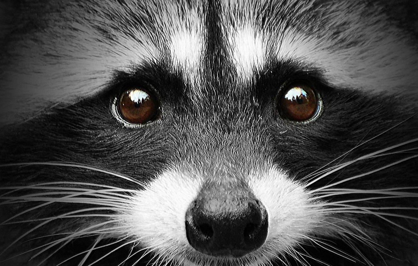 Ritratto procione bianco e nero, 1332x850 HD, Desktop