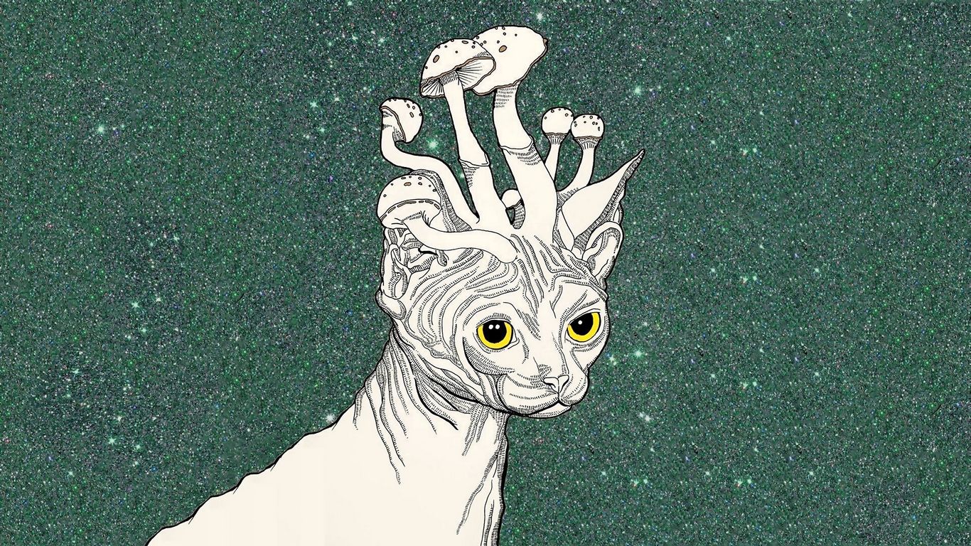 Gatto sfinge con funghi, 1366x768 HD, Laptop