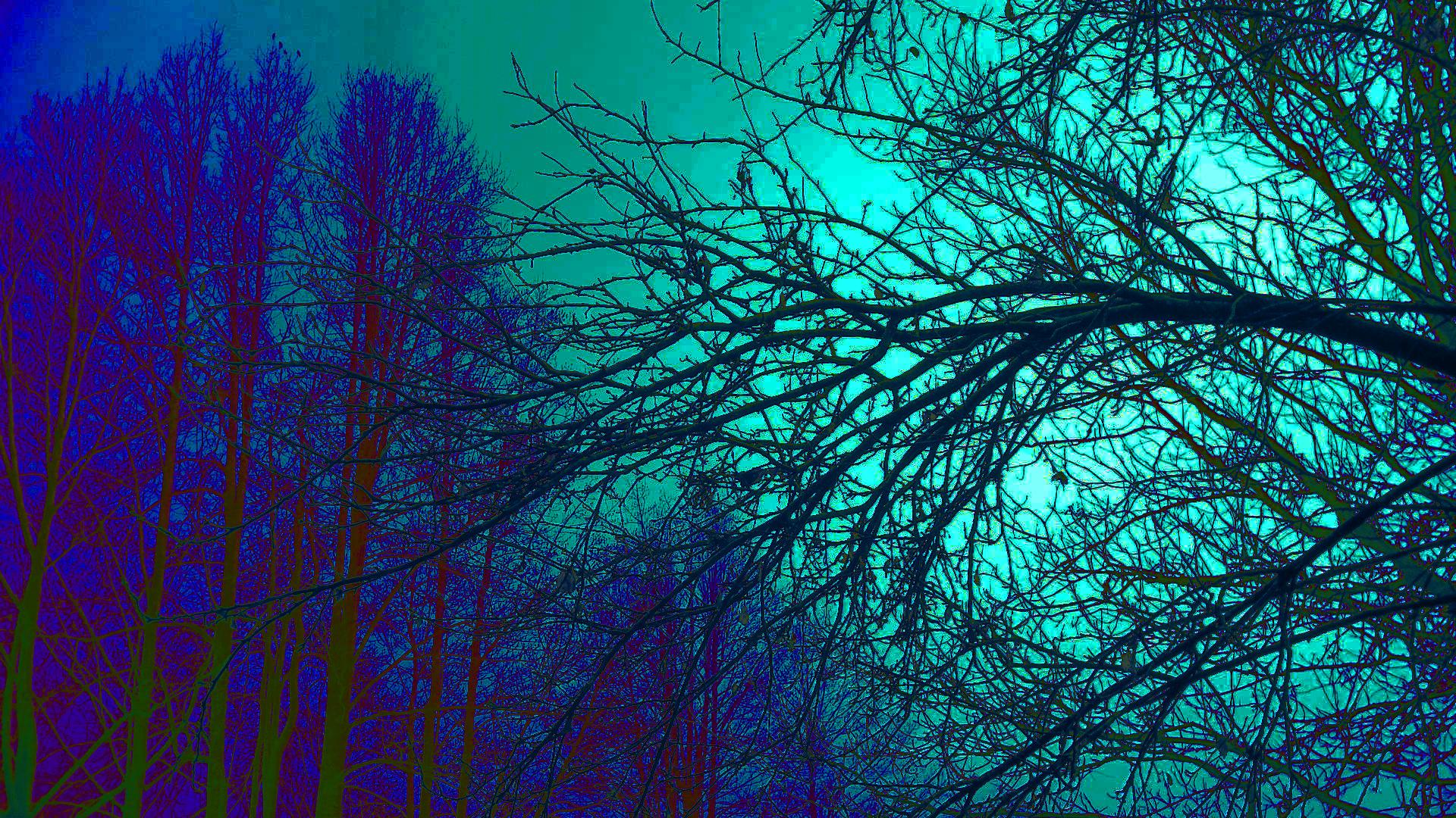 Alberi psichedelici blu turchese, 1920x1080 Full HD 1080p, ROG Asus Laptop