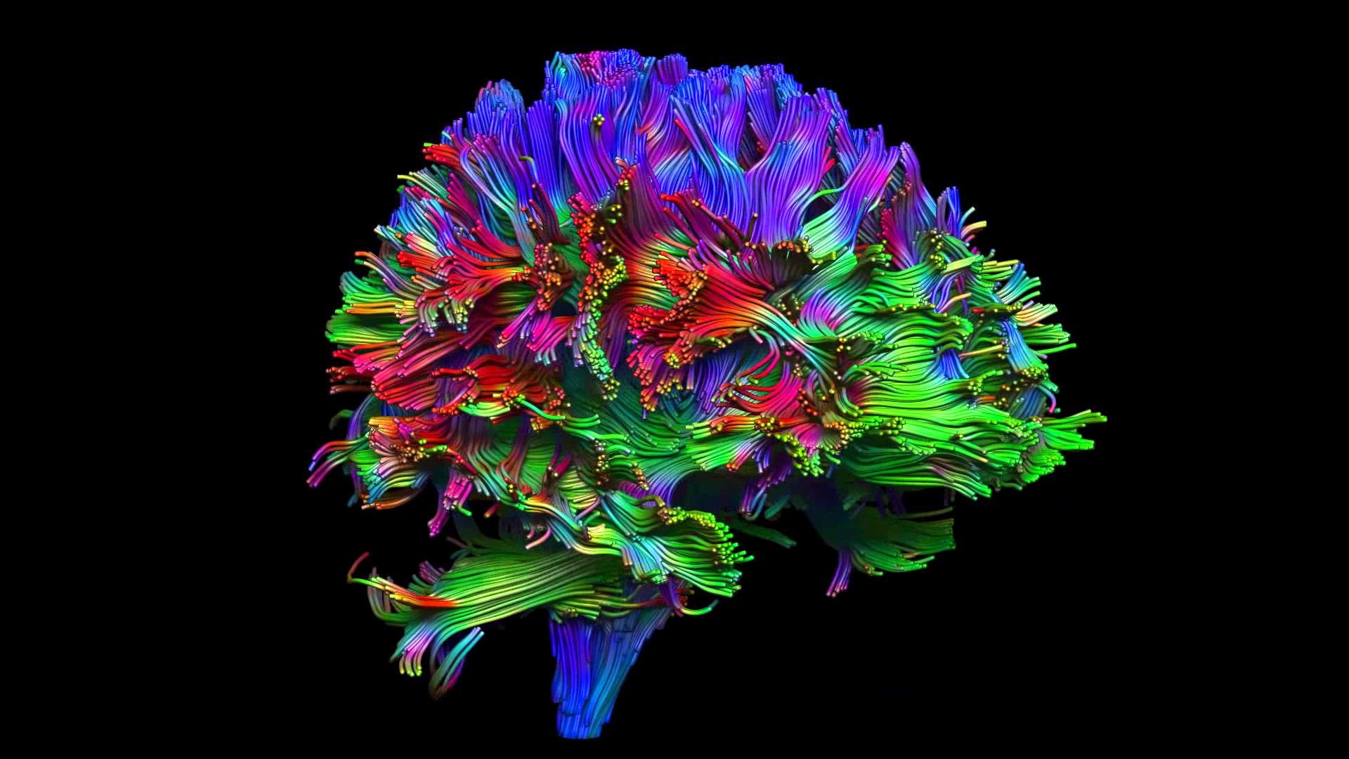 cervello colorato fibre neurali, 1920x1080 1080p, PC