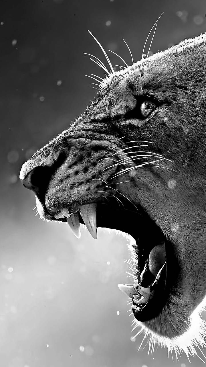 Puma ruggente bianco e nero, 720x1280 Verticale, Mobile