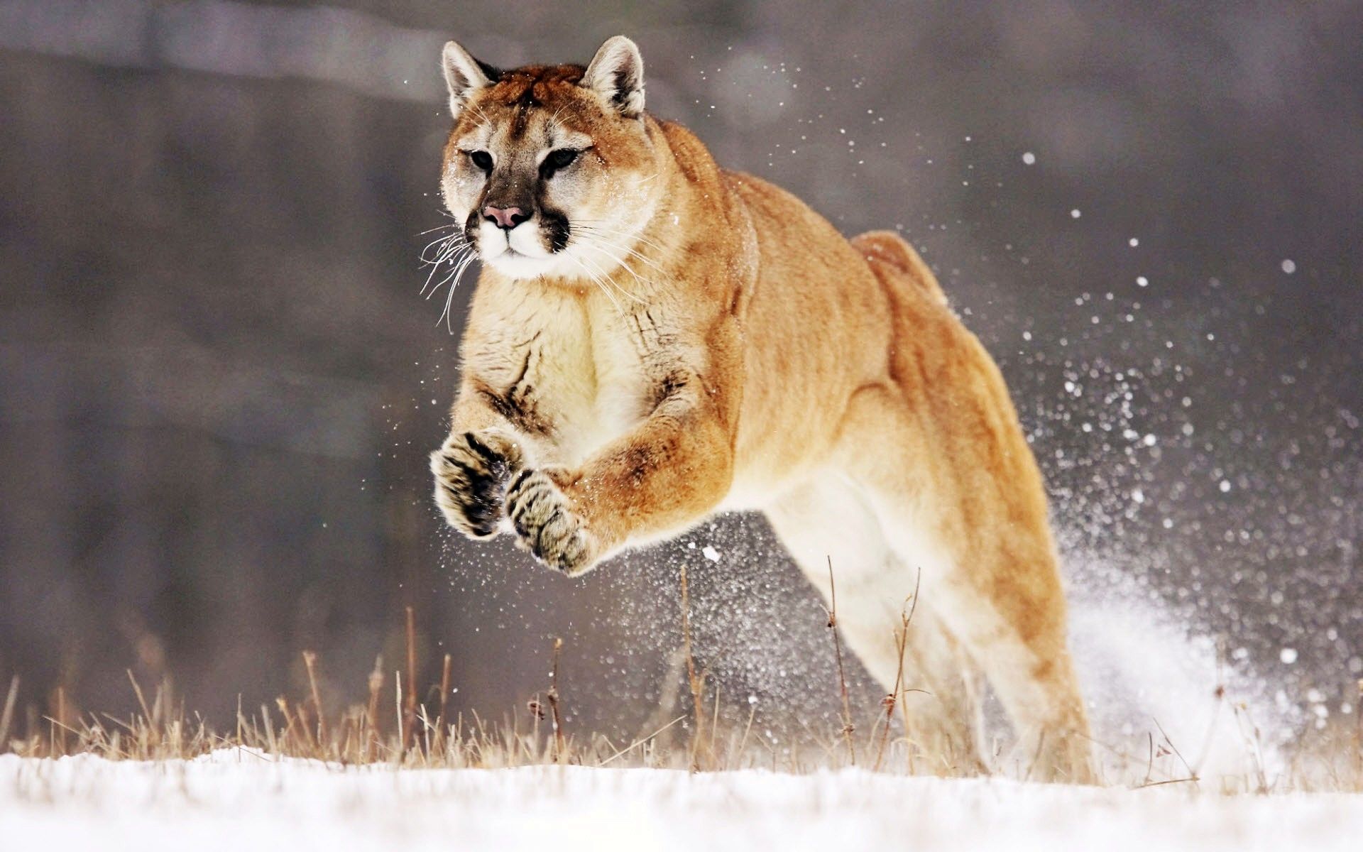 Puma che corre nella neve, 1920x1200 Full HD+, PC