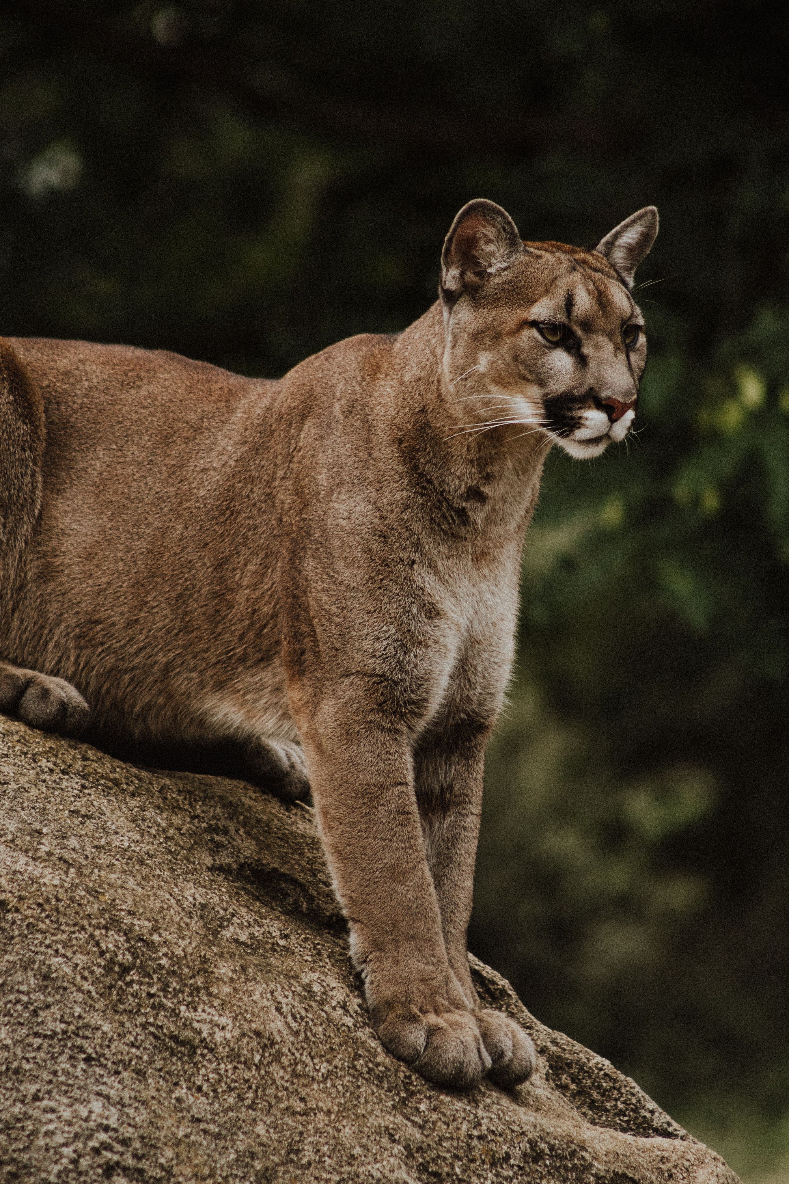 Puma su roccia, 2733x4100 Verticale, OnePlus