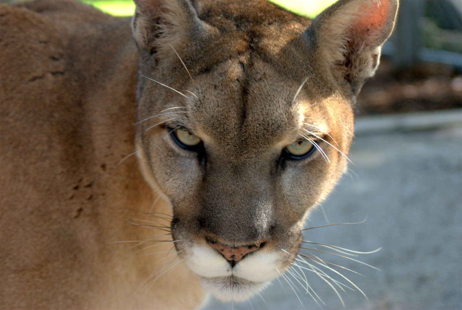 Puma che salta tra rocce, 2048x1463 alta risoluzione, Desktop