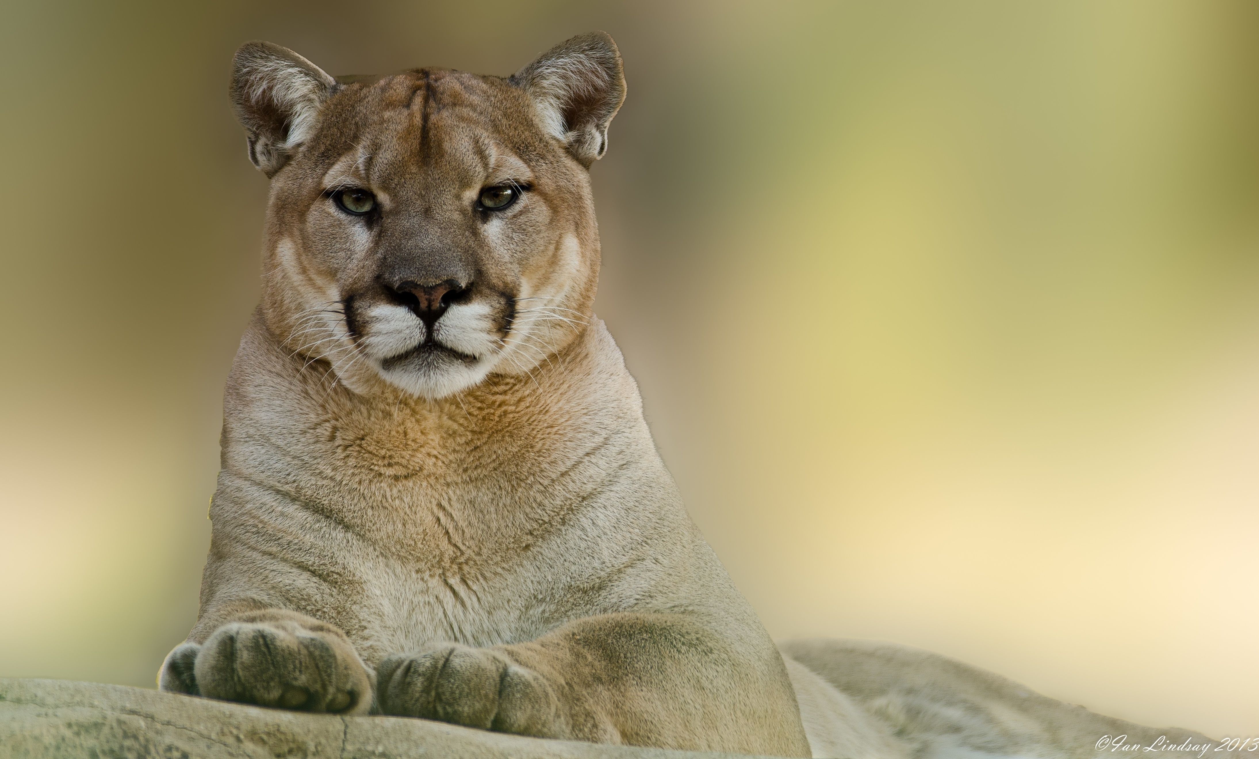 Puma seduto su roccia, 4379x2640 Ultra HD, 4K TV