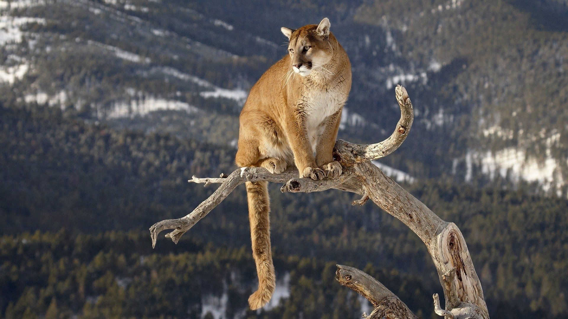 Puma su ramo montagna, 1920x1080 Full HD, Desktop