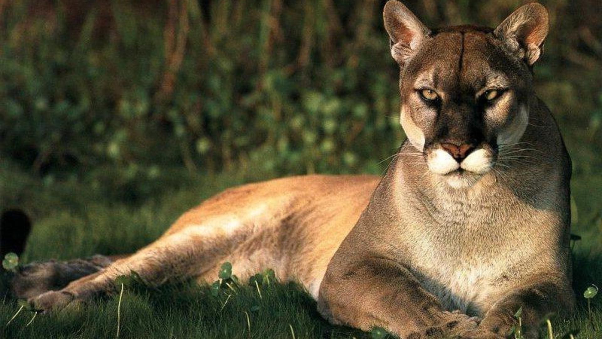 Puma sdraiato nell'erba, 1920x1080 1080p, PC