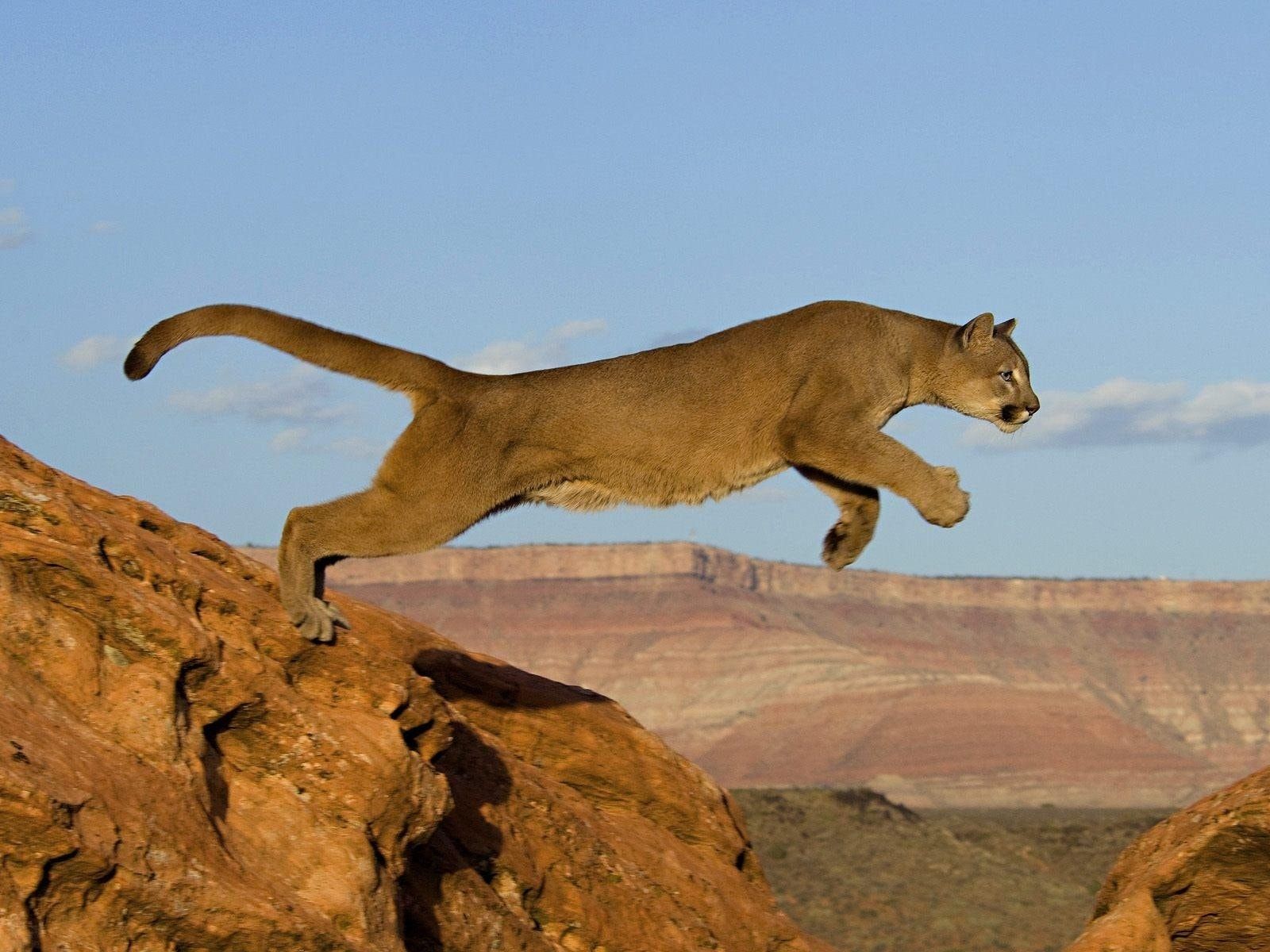 Puma che salta tra rocce, 1600x1200 HD Ready, Desktop