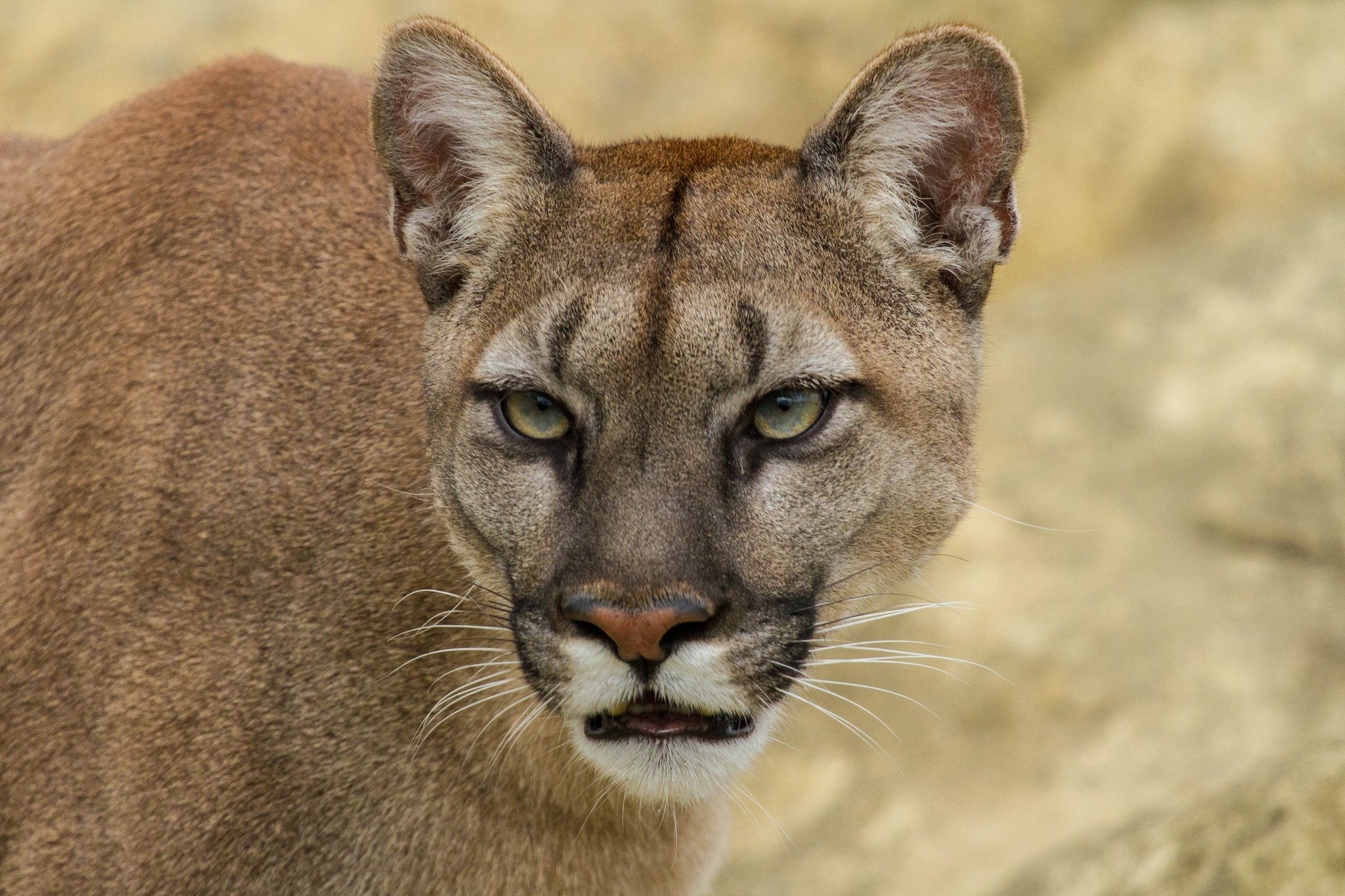 Puma primo piano sguardo intenso, 2048x1365 2K, iMac