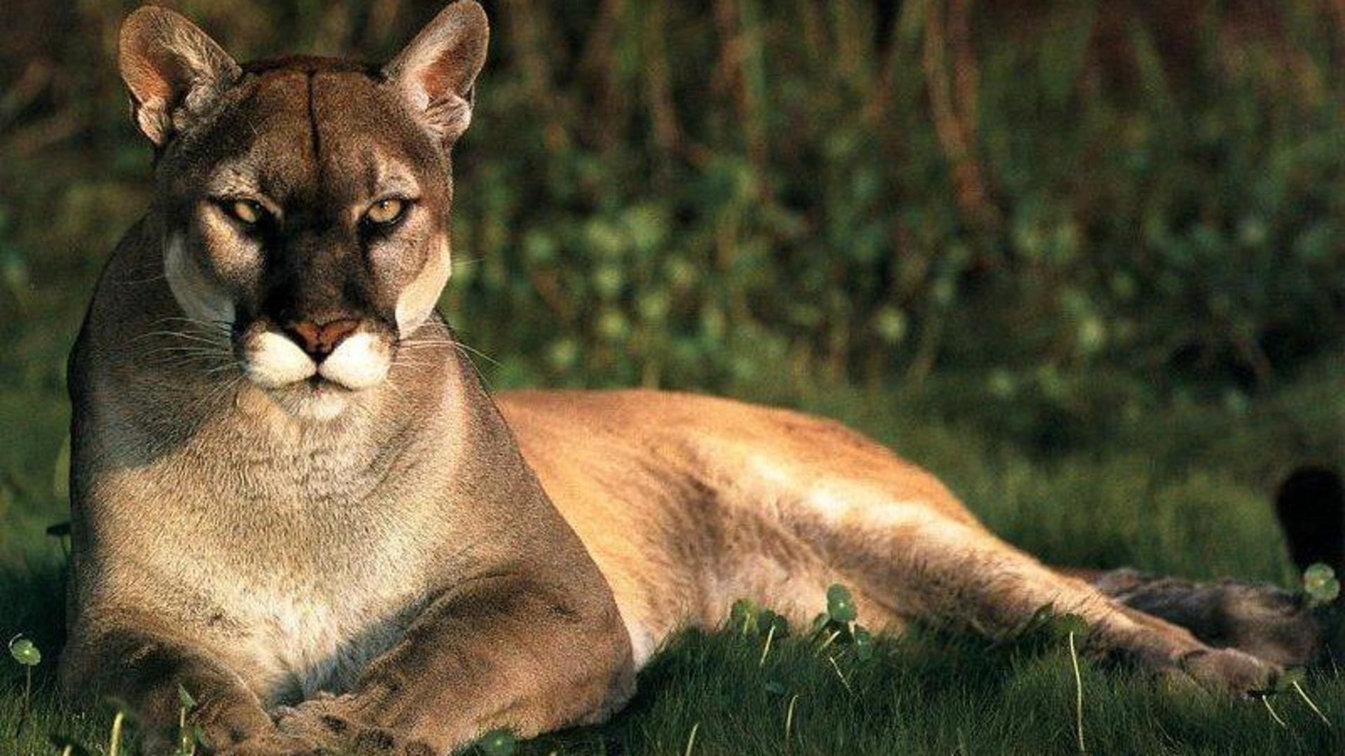 Puma sdraiato nell'erba, 1920x1080 1080p, Desktop