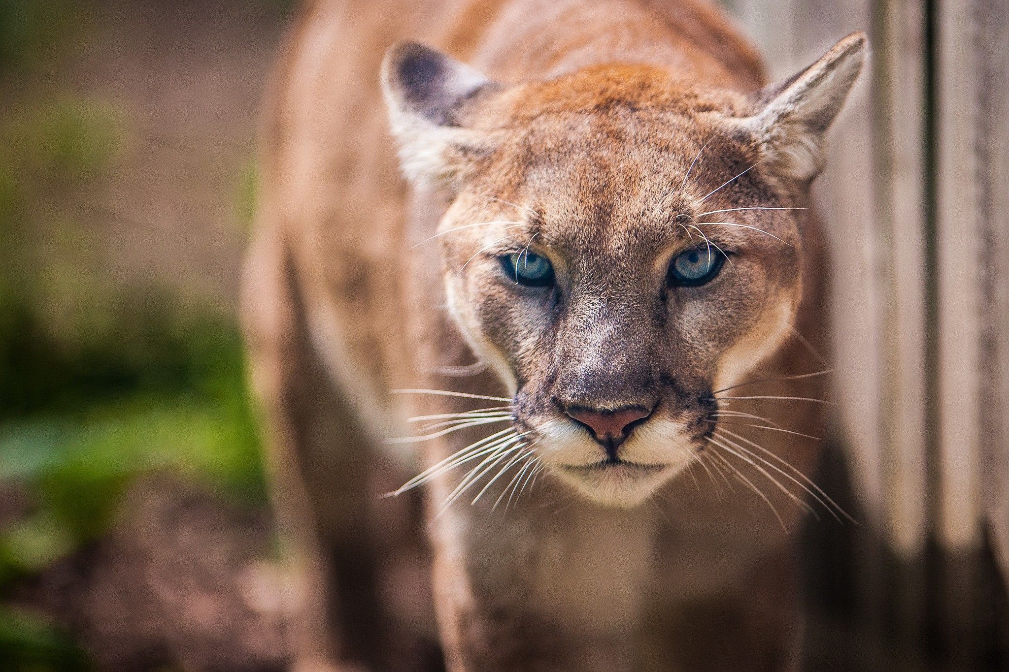Puma occhi azzurri primo piano, 2048x1365 alta risoluzione, PC