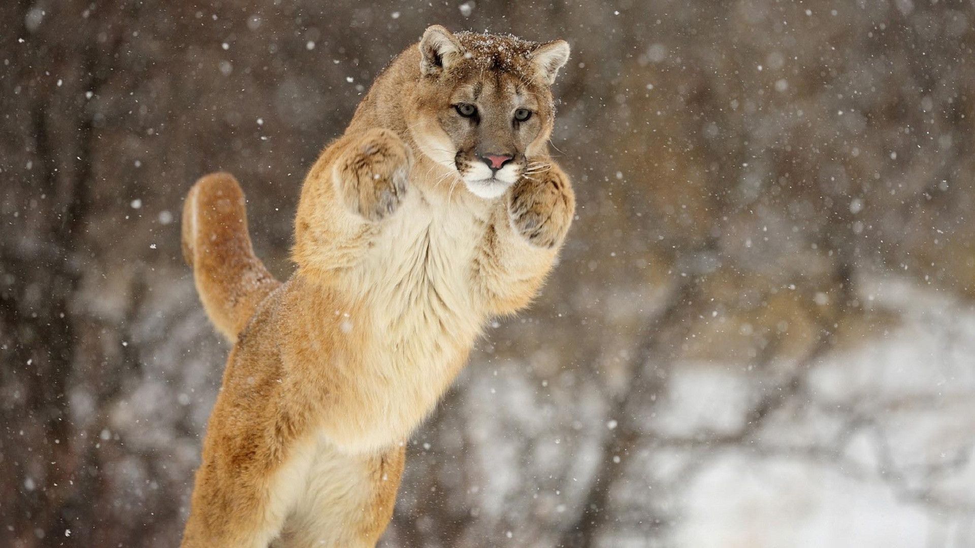 Puma che salta nella neve, 1920x1080 Full HD, Desktop