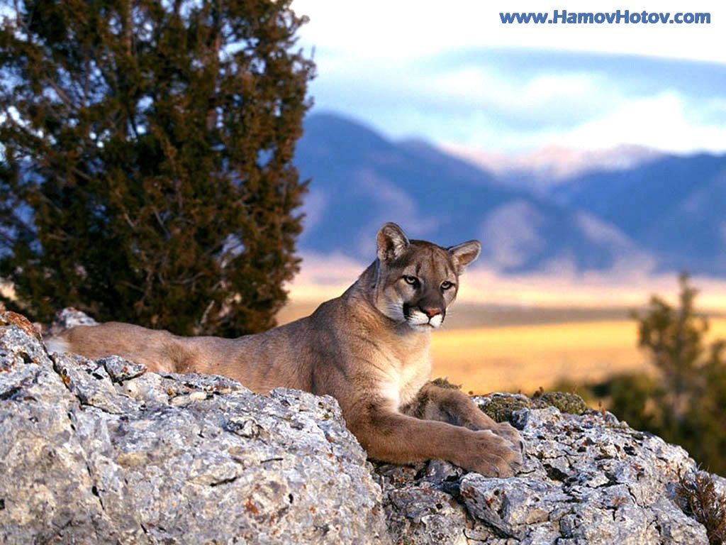 Puma nella neve, 1920x1200 Full HD+ WUXGA, iMac