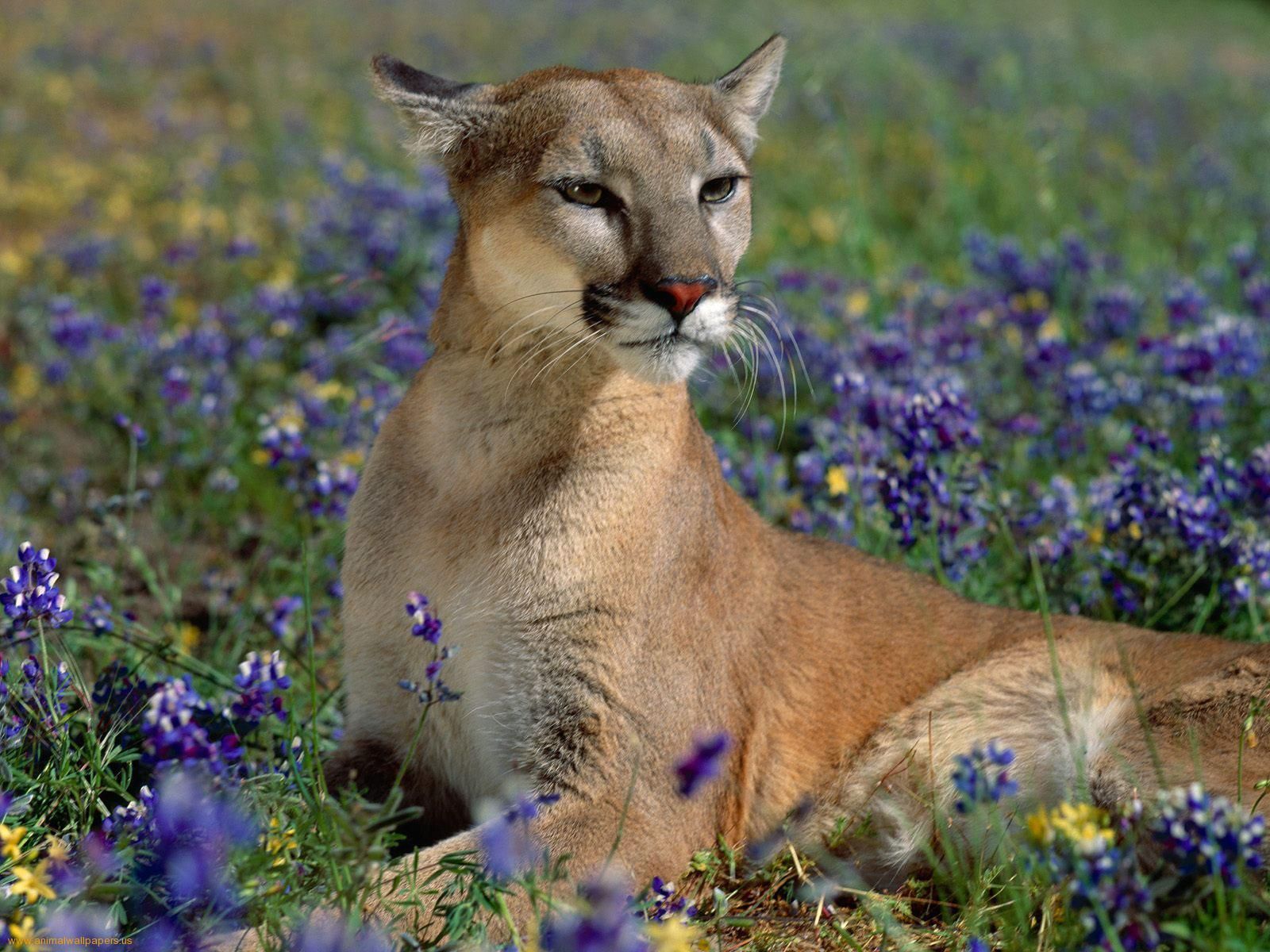 Puma primo piano marrone, 1920x1080 1080p, Desktop