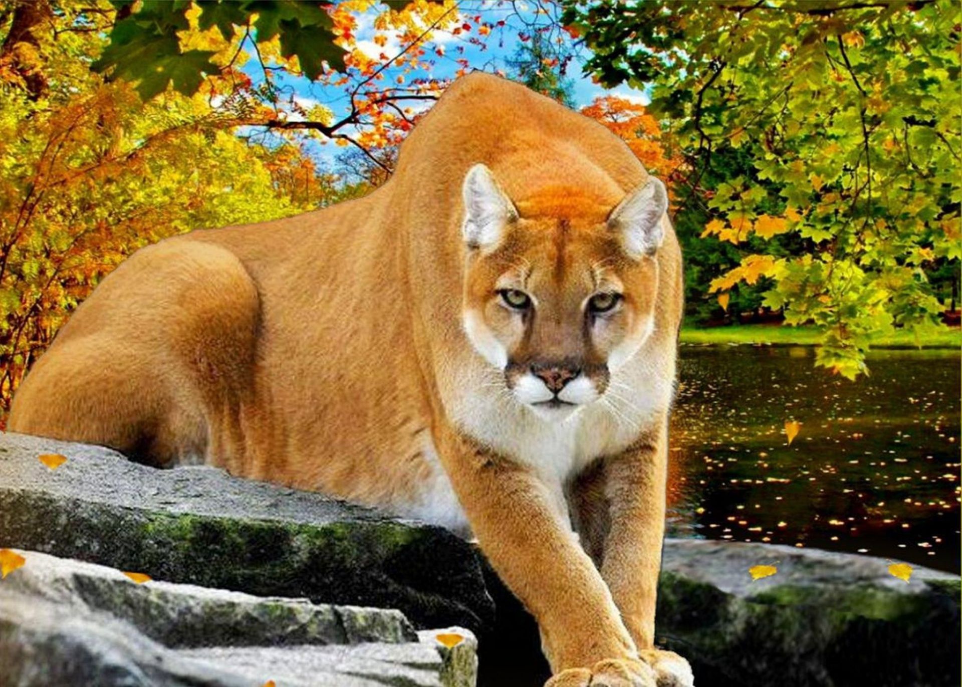 Puma primo piano occhi verdi, 1600x1200 HD, Desktop