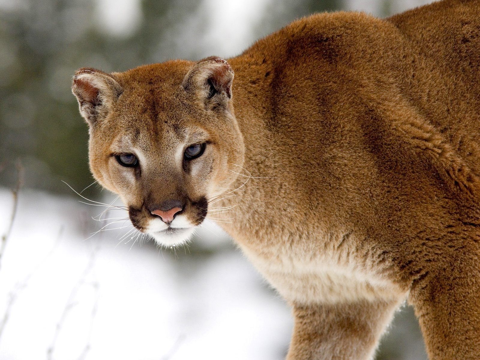 Puma su roccia in autunno, 1920x1371 WUXGA, iMac