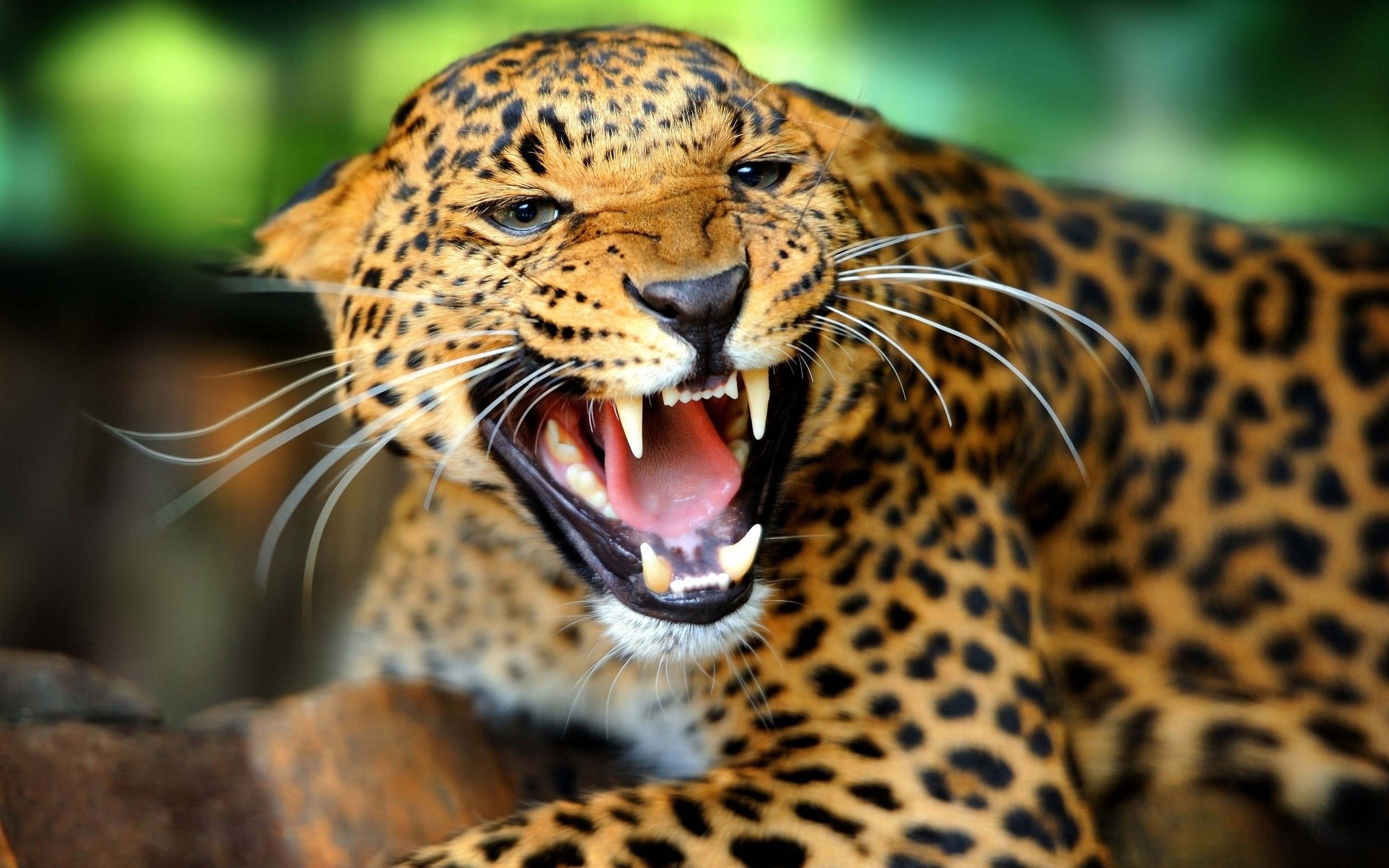 Pantera nera occhi verdi, 1920x1200 Full HD+, Laptop