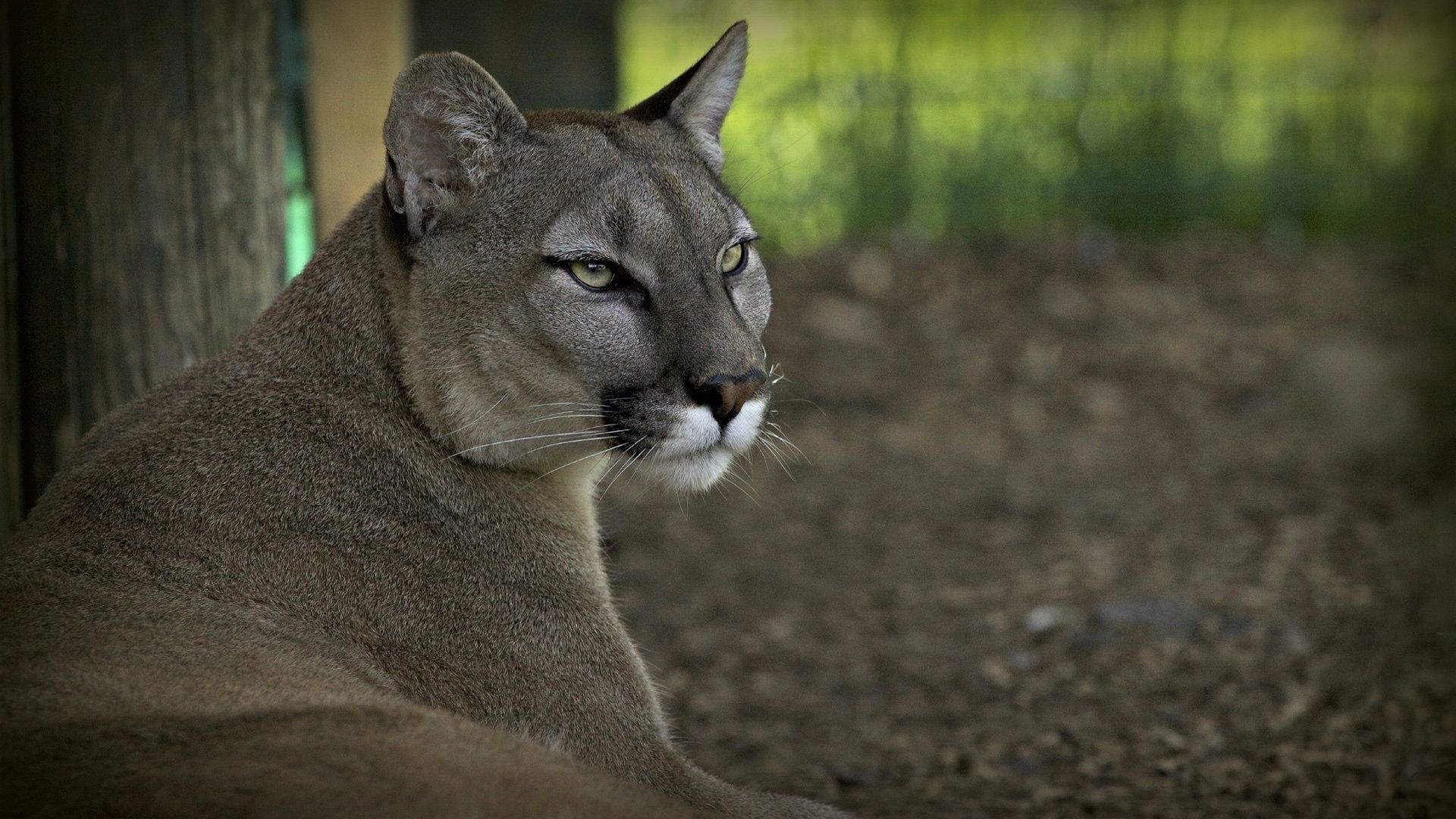 Puma nell'erba selvatica, 2048x1497 alta risoluzione, PC
