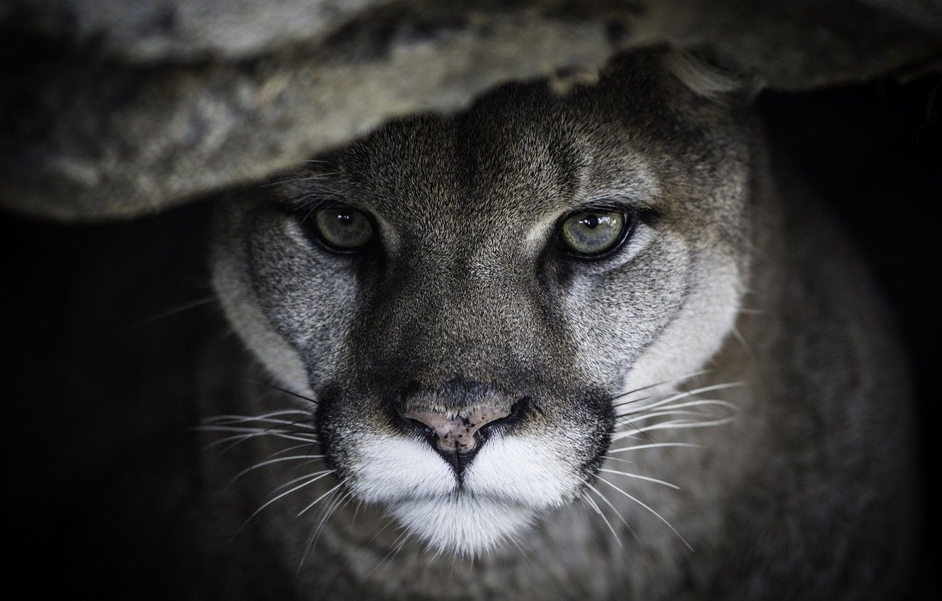 Puma nella foresta, 1920x1080 Full HD, PC Desktop