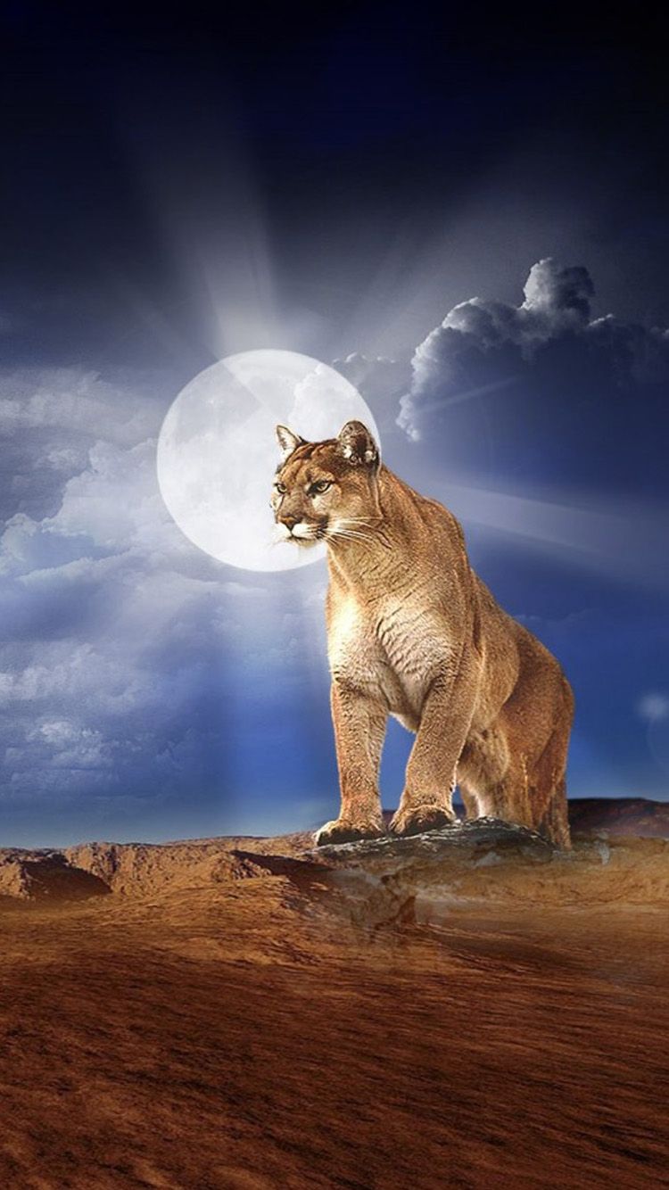 Puma primo piano, 1332x850 720p, Laptop