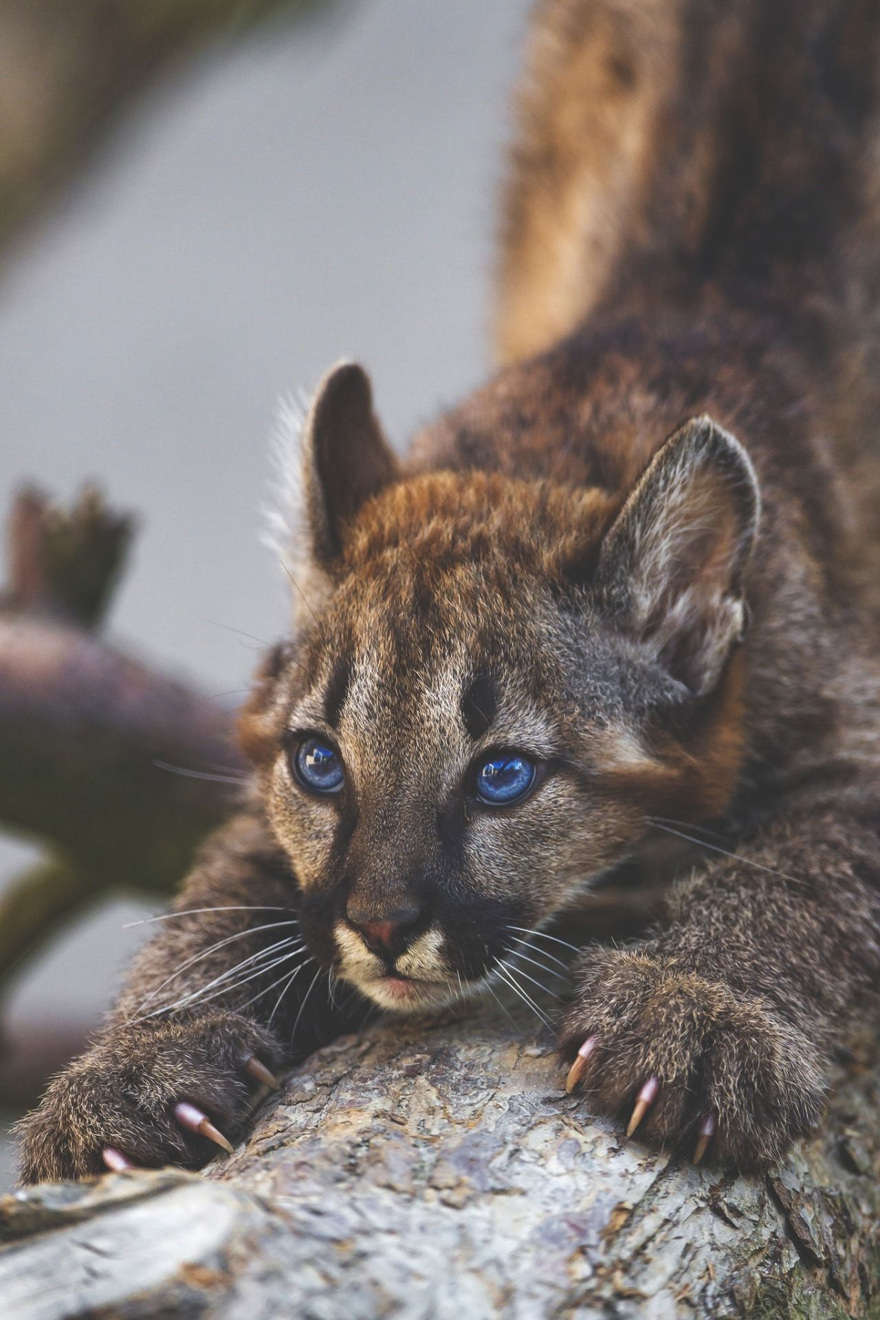 Puma seduto sotto luna piena, 750x1334 Verticale, Telefono