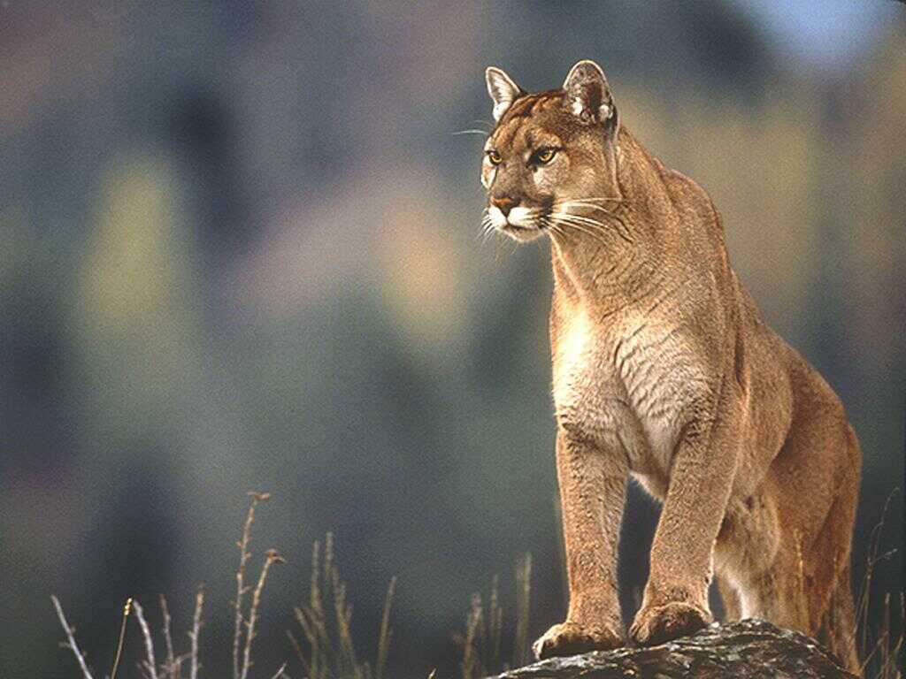 Cucciolo di puma occhi blu, 1280x1920 Full HD Verticale, iPhone