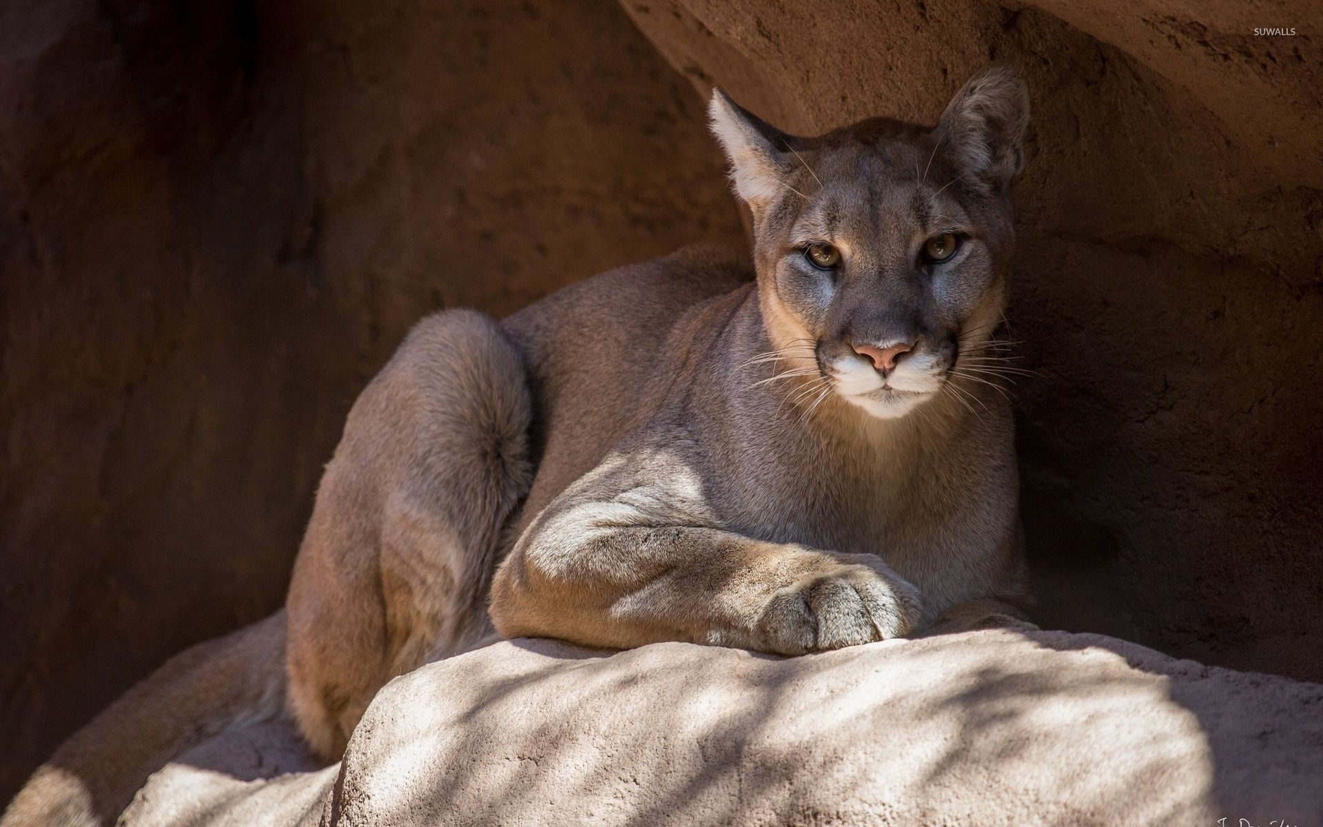 Puma gigante coperto di erba, 2500x1800 alta risoluzione, iMac