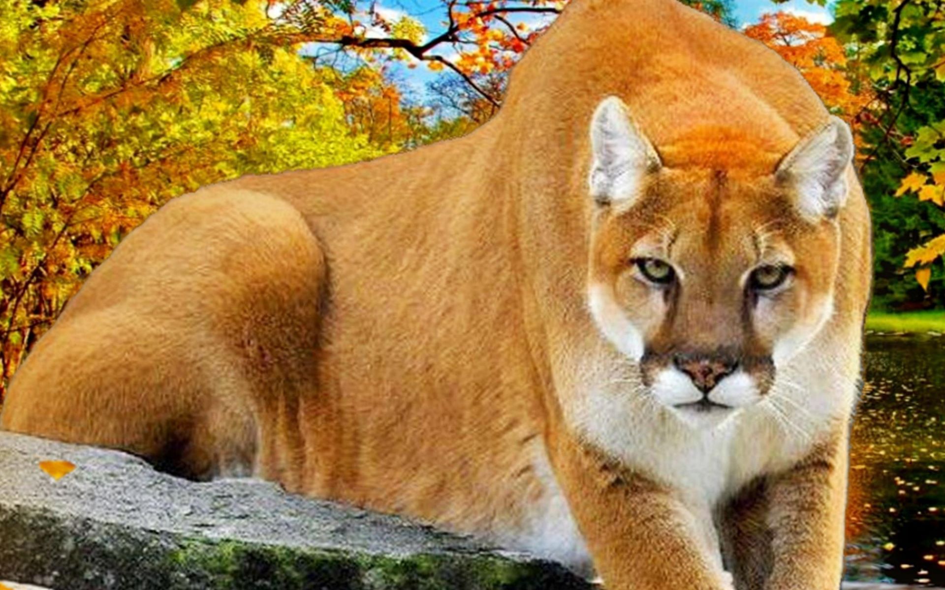 Puma su roccia autunno, 1920x1200 Full HD+ WUXGA, iMac