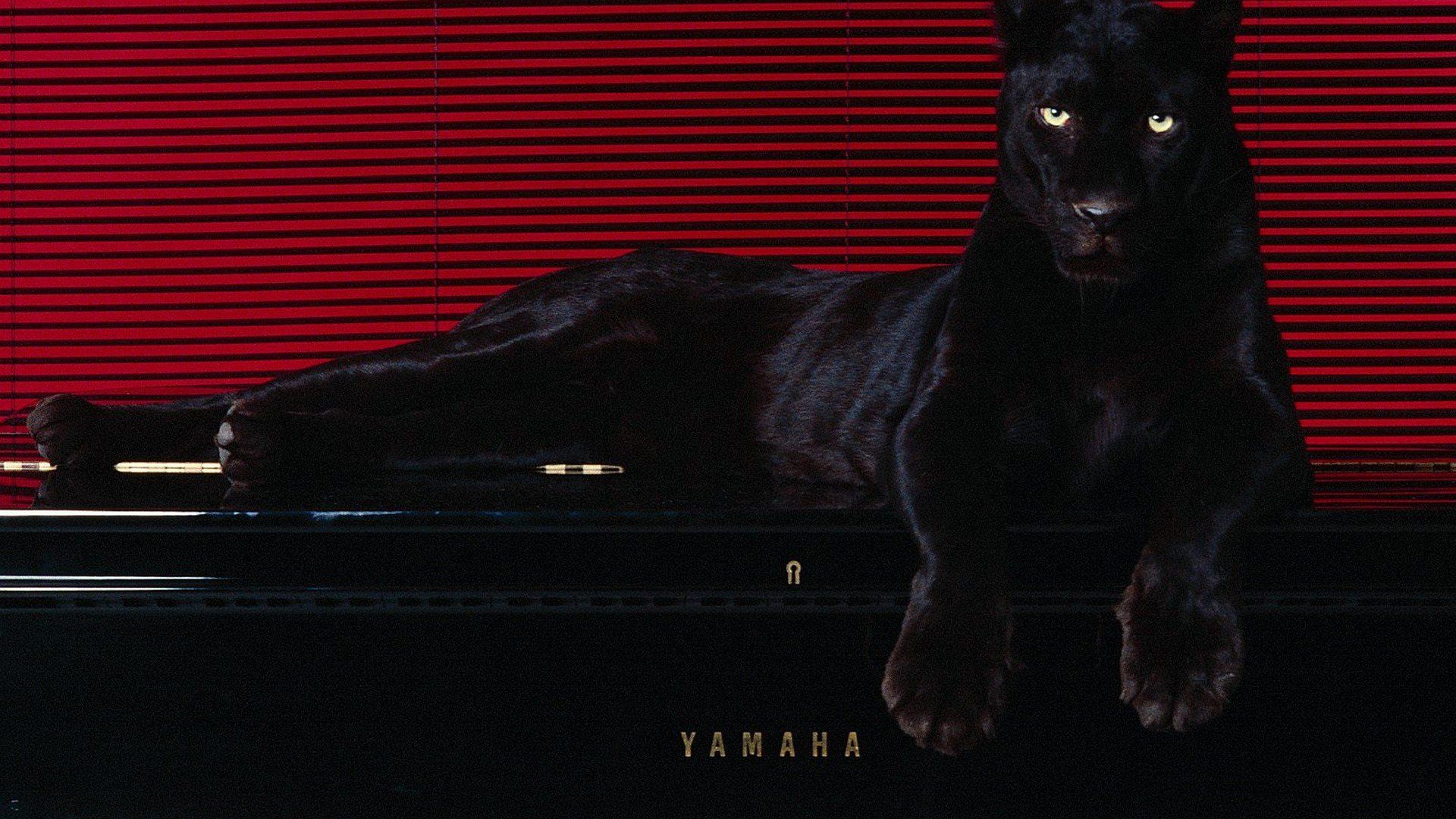 Puma sdraiato su roccia, 1920x1200 Full HD+, Desktop