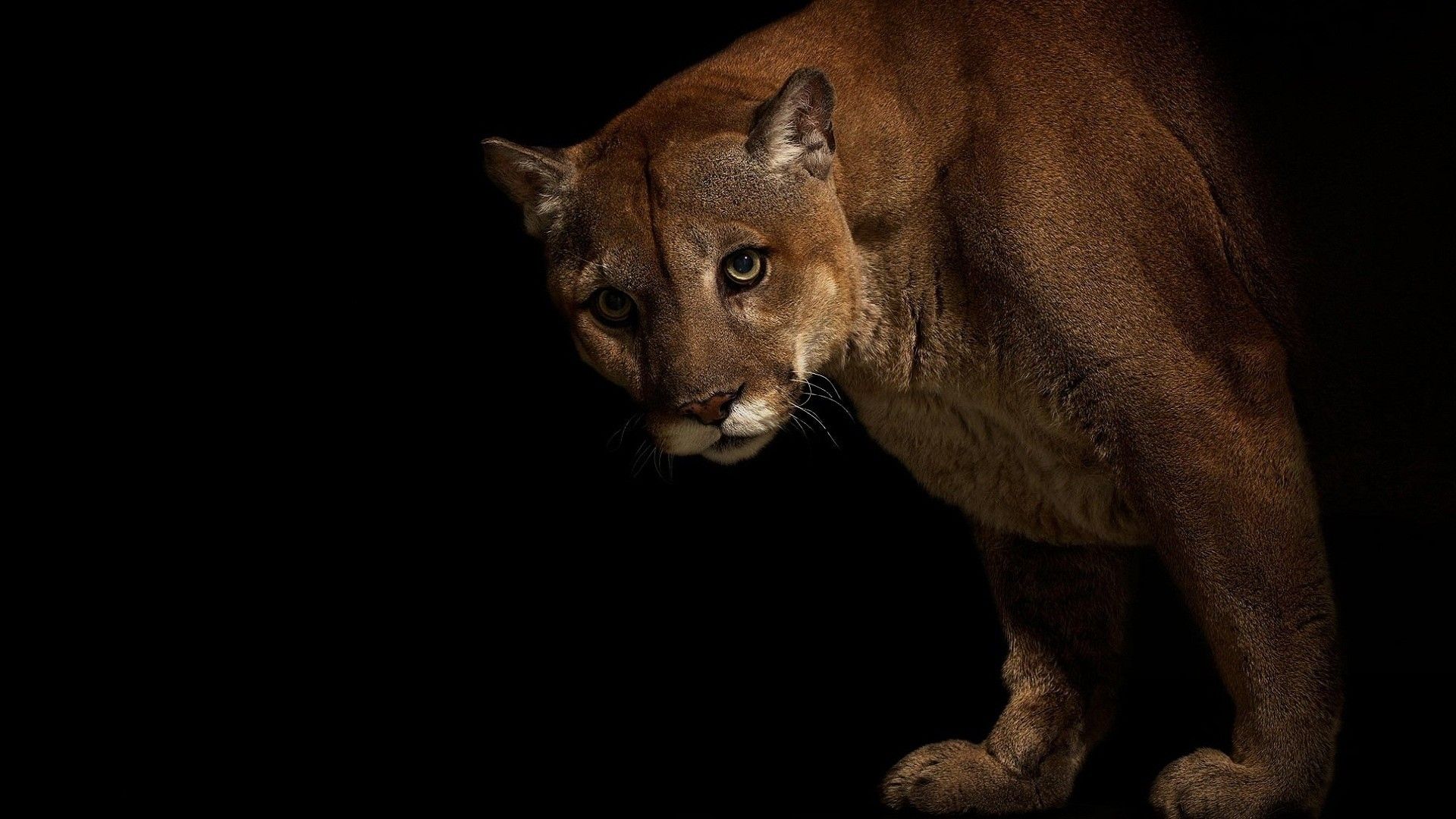 Puma con cuccioli, roccia, 1920x1200 Full HD+ WUXGA, Desktop
