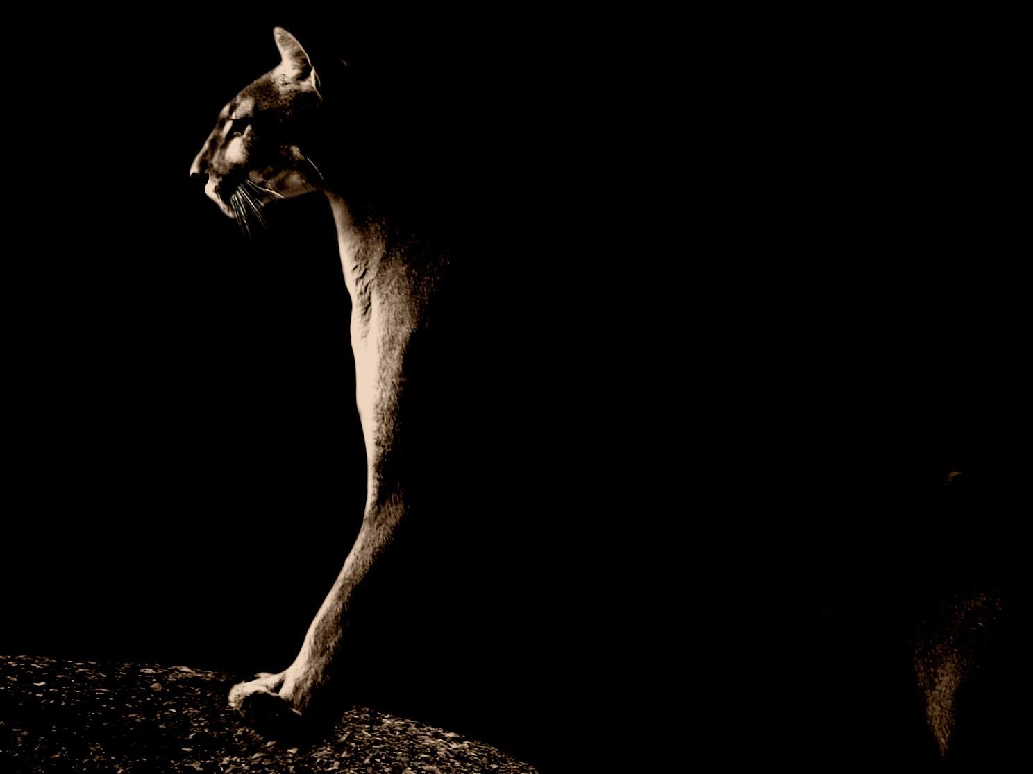 Puma primo piano occhi, 1920x1200 Full HD+, Laptop