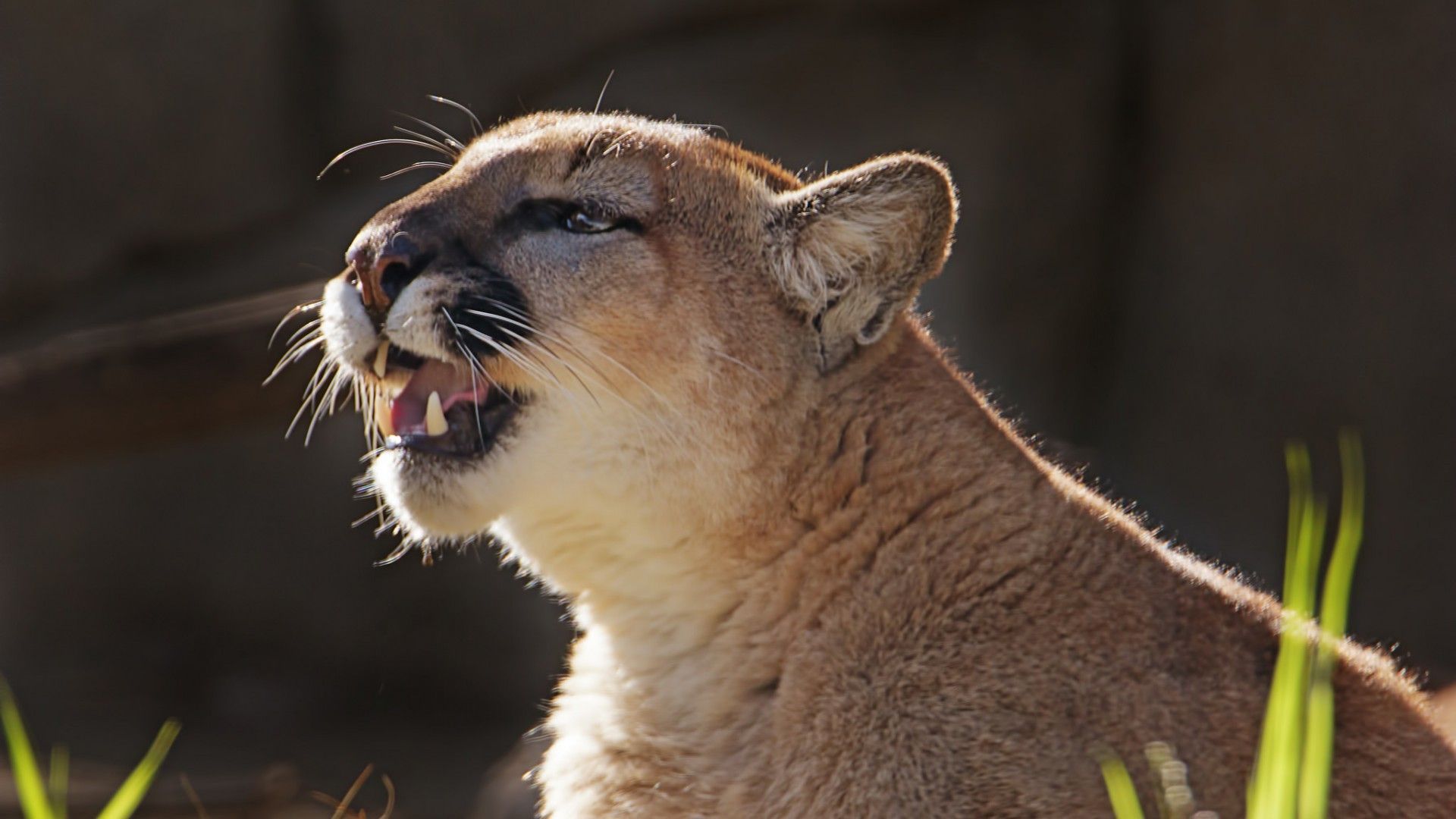 Puma su sfondo nero, 1920x1080 Full HD, Laptop