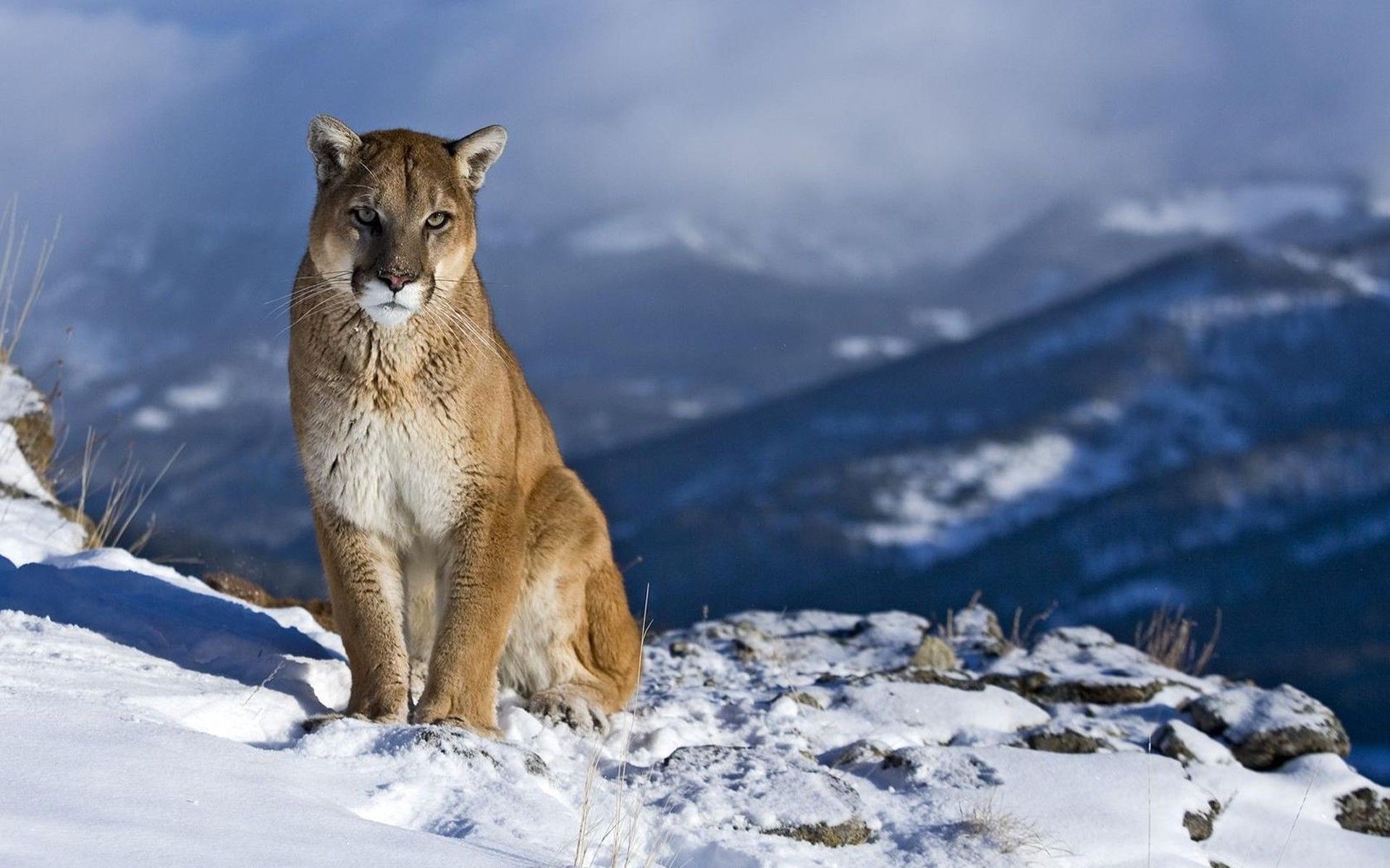 Puma con bocca aperta, 1920x1080 1080p, PC Desktop