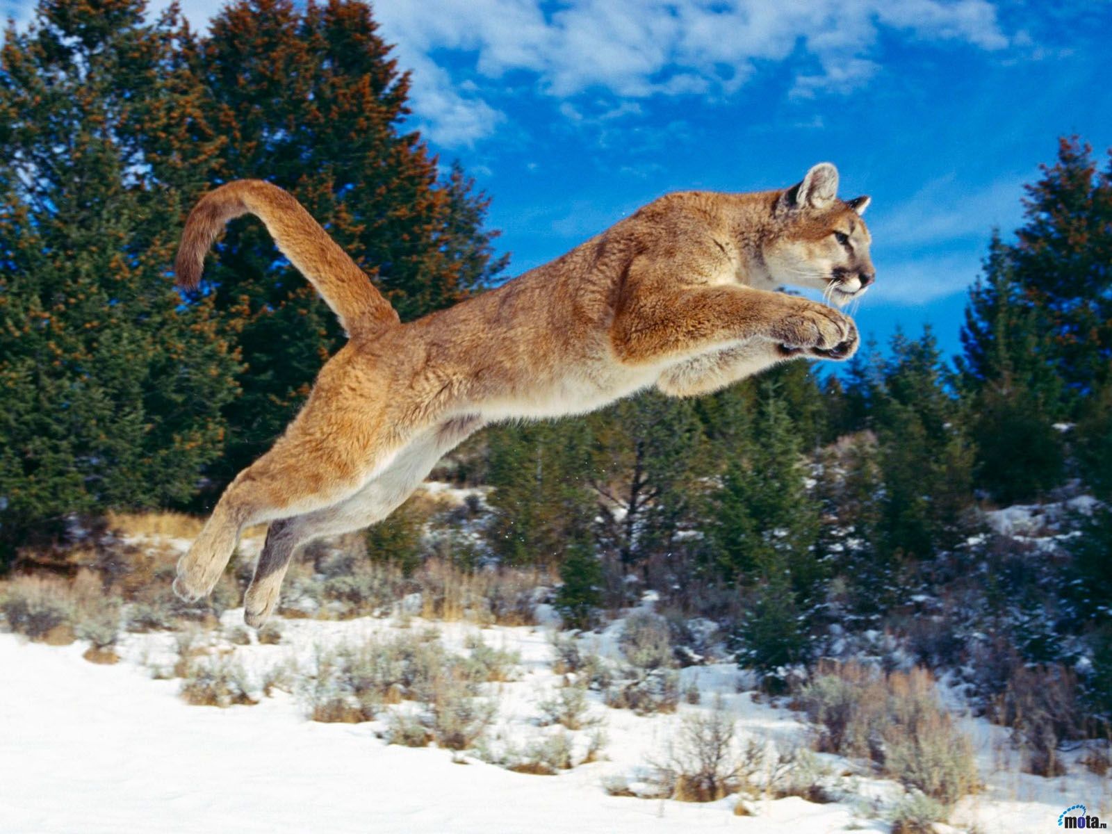 Puma su montagna innevata, 1920x1200 Full HD+ WUXGA, PC