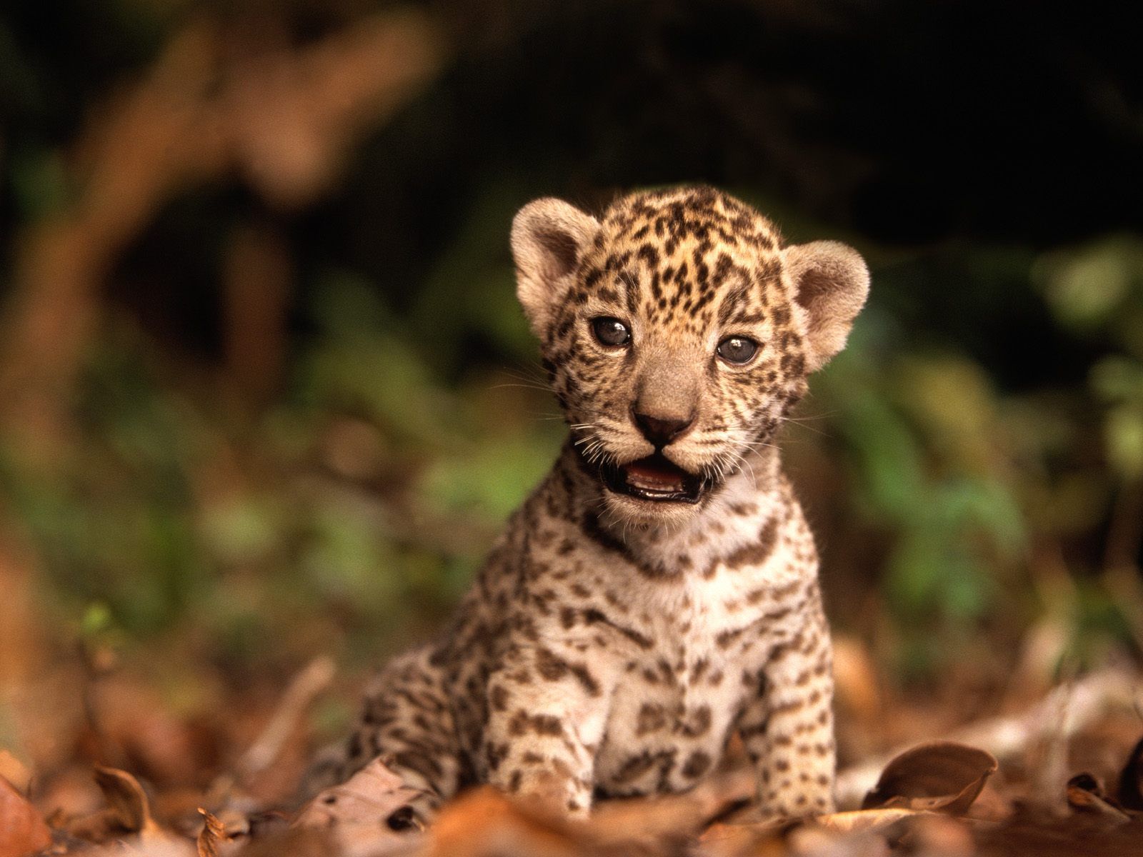 Leone in savana, 1080x1920 Full HD Verticale, Smartphone
