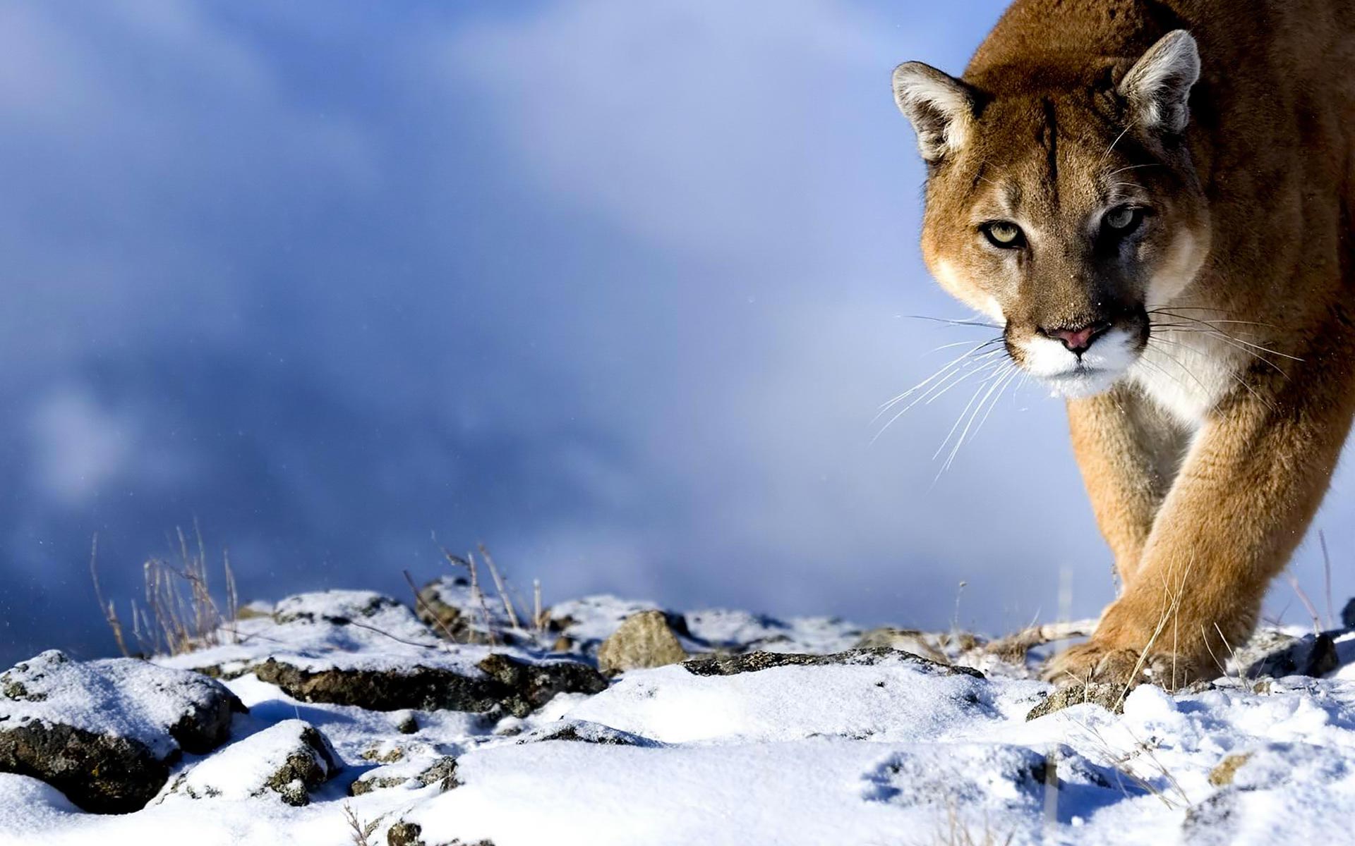 Puma nero tra erba, 2560x1600 WQXGA, MacBook Pro