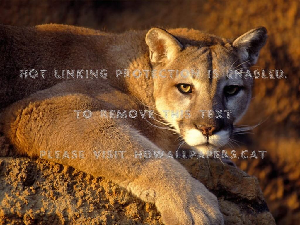 Puma ruggente al tramonto, 1024x768 HD, Desktop